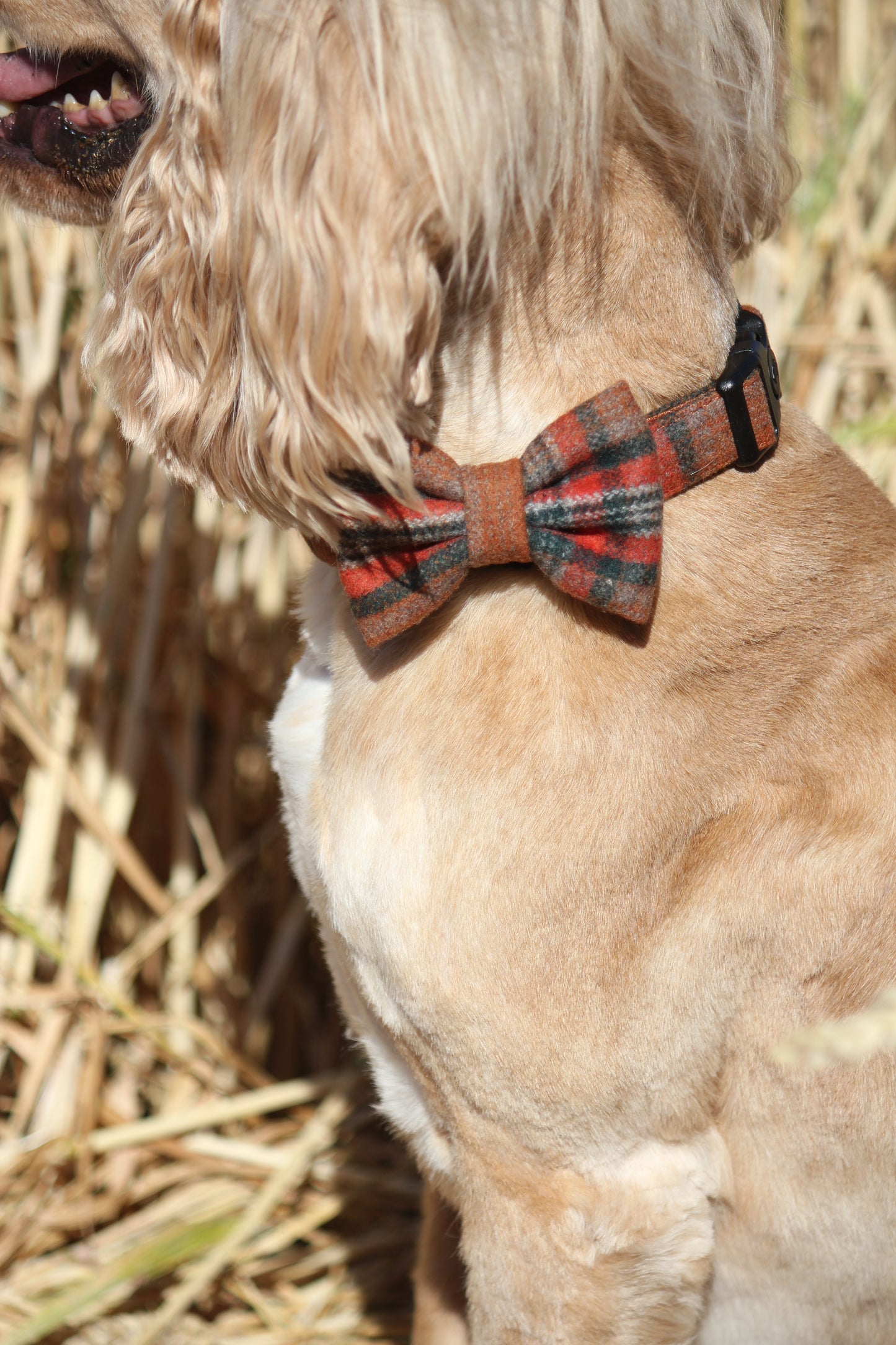 Bow Tie  - Orange Tweed