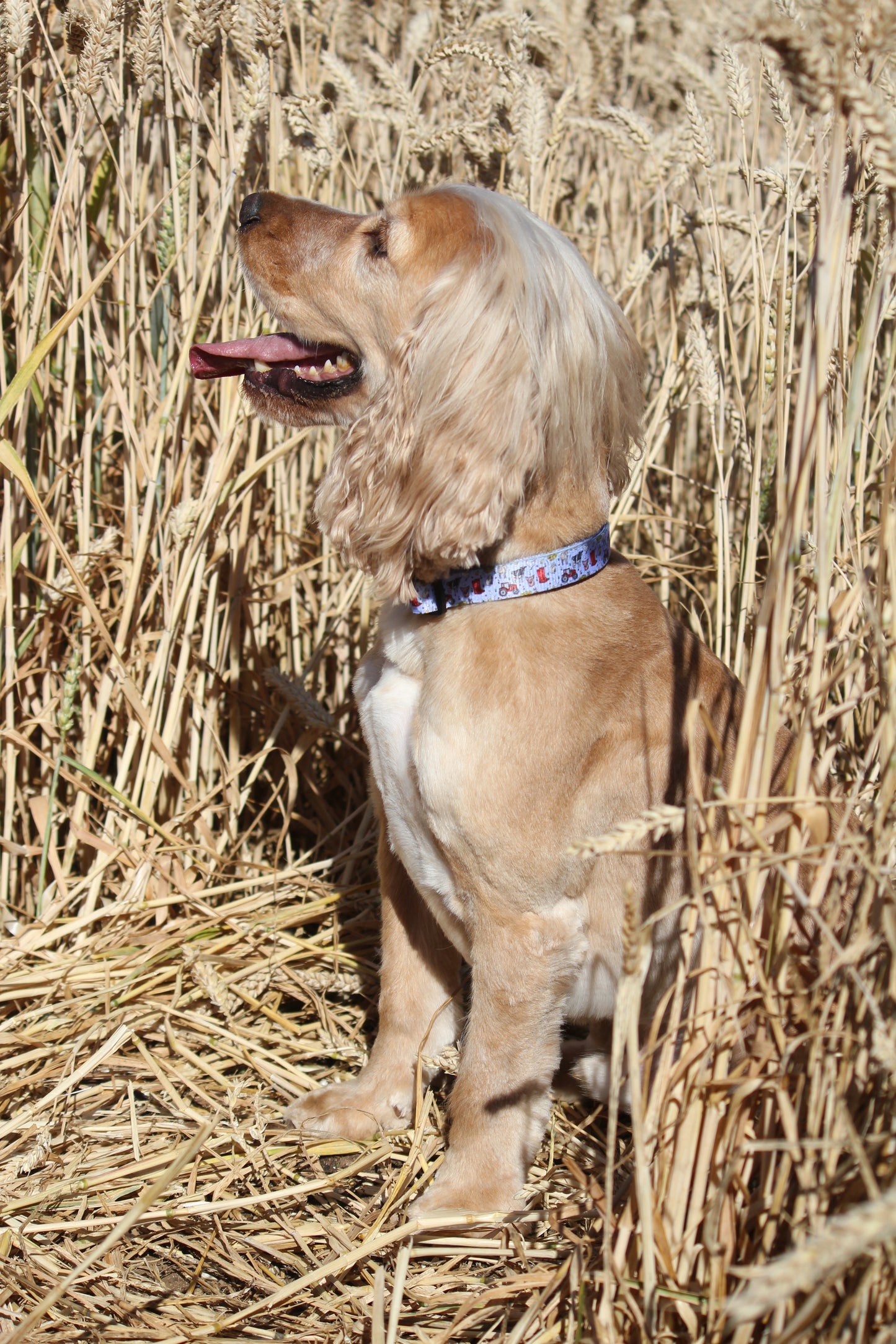 Collar - Freddie's Farm