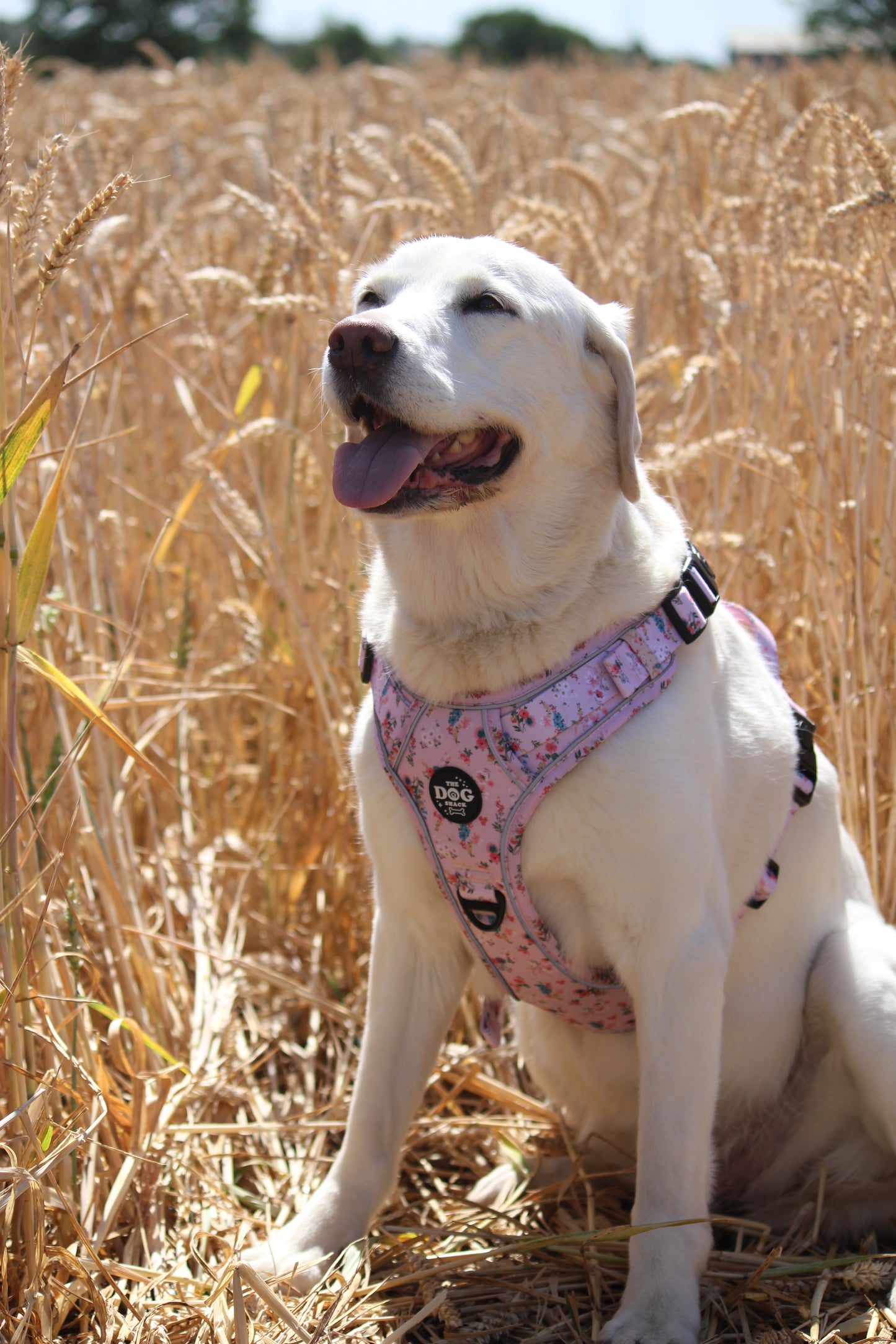 Adjustable 1 Clip & 3 Clip Harness  - Matildas Garden
