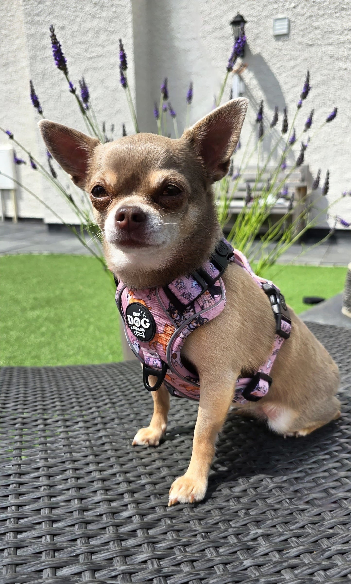 3 Clip Active Harness Lola & friends - Chihuahua Collection