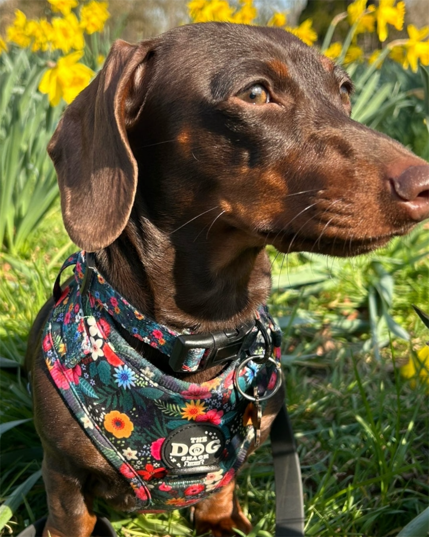 Collar - Ditsy Flowers