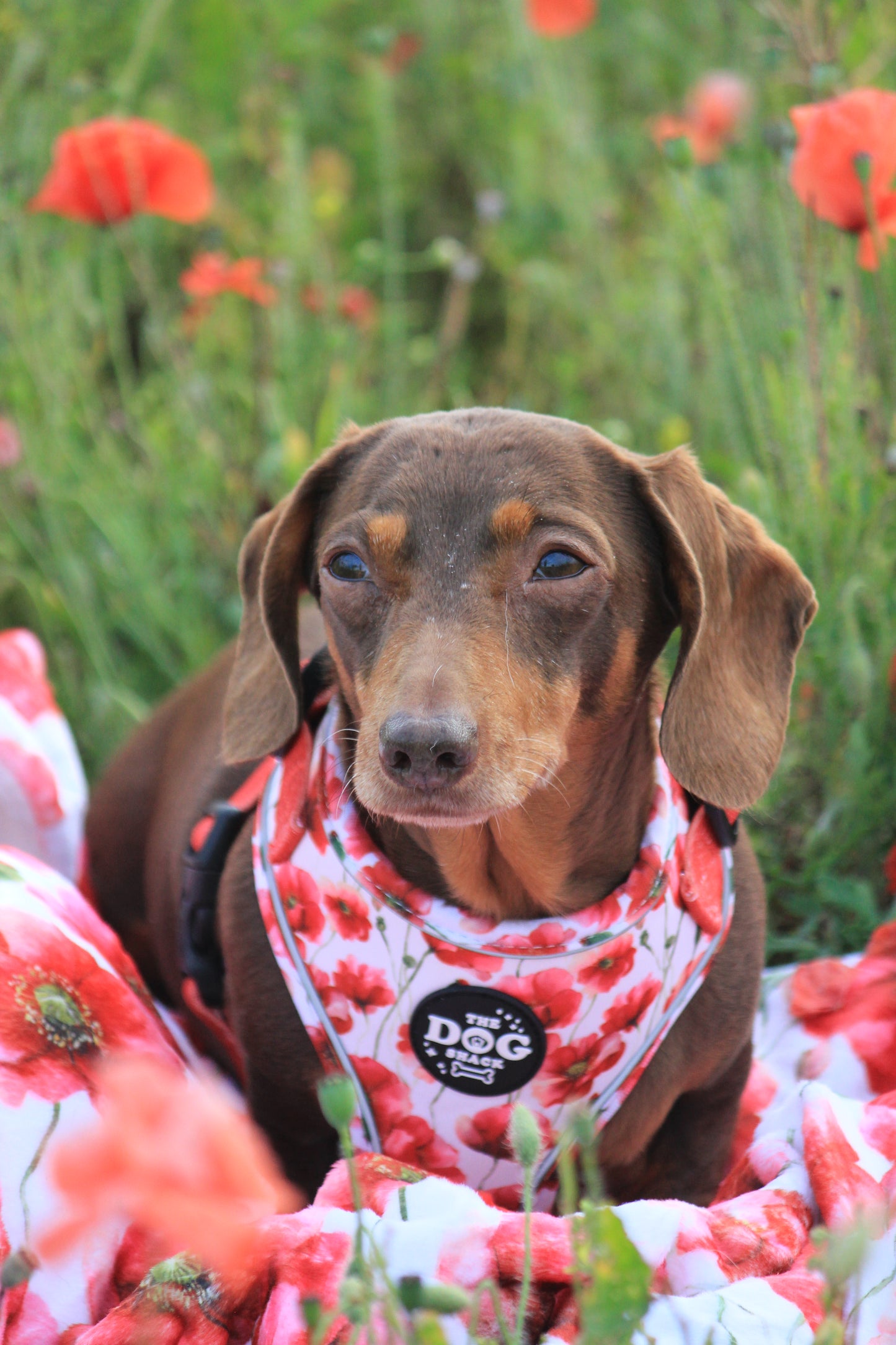 Adjustable 1 Clip & 3 clip harness - Poppies