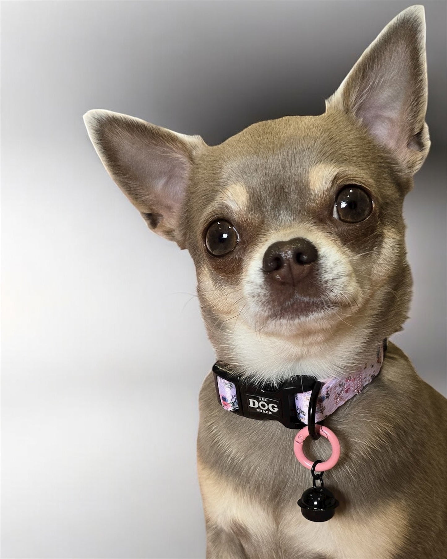 Pet ID round clip Collar & Harness Clip