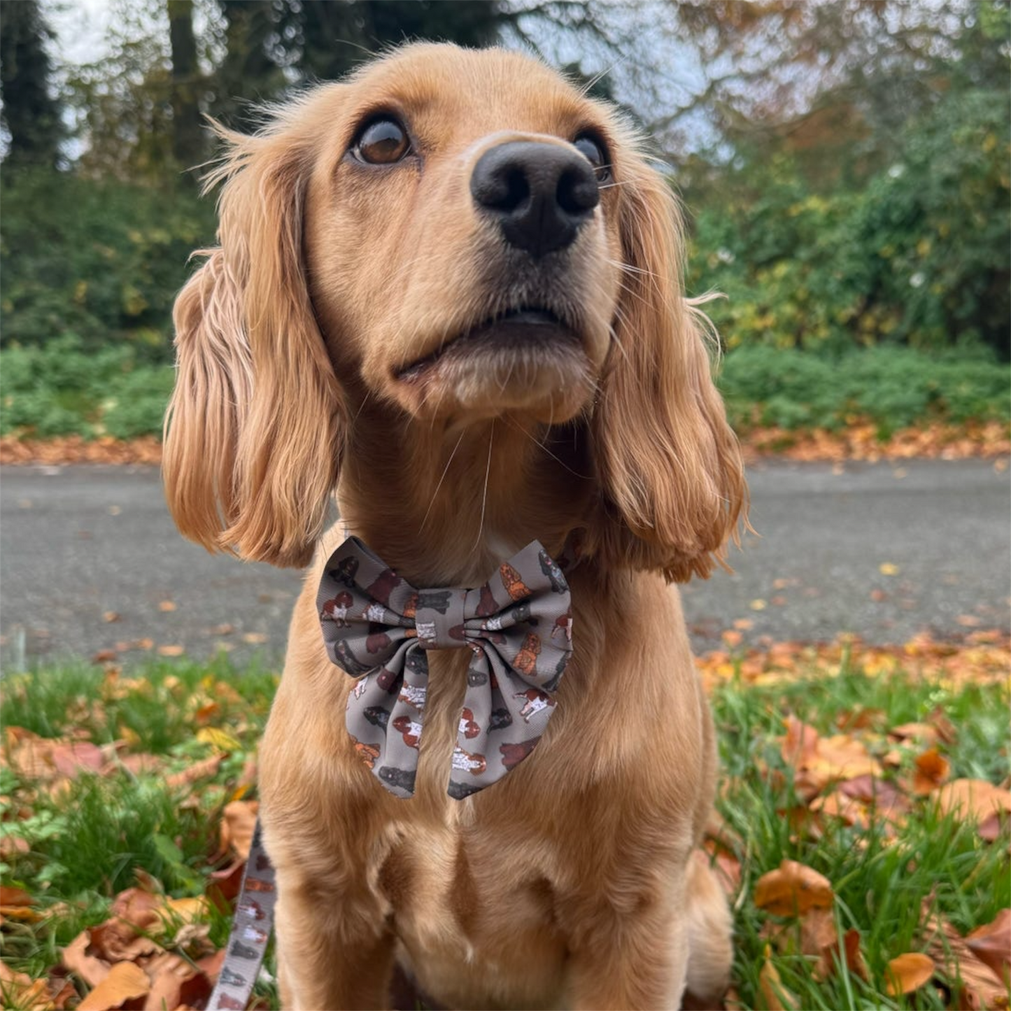 Sailor  Bow Tie  - Spaniel