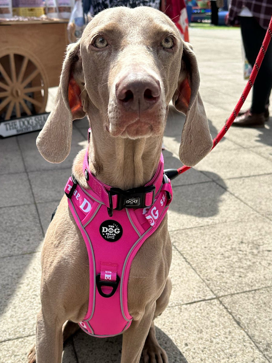 The Active Range 3 clip harness - Neon Pink size large was £34