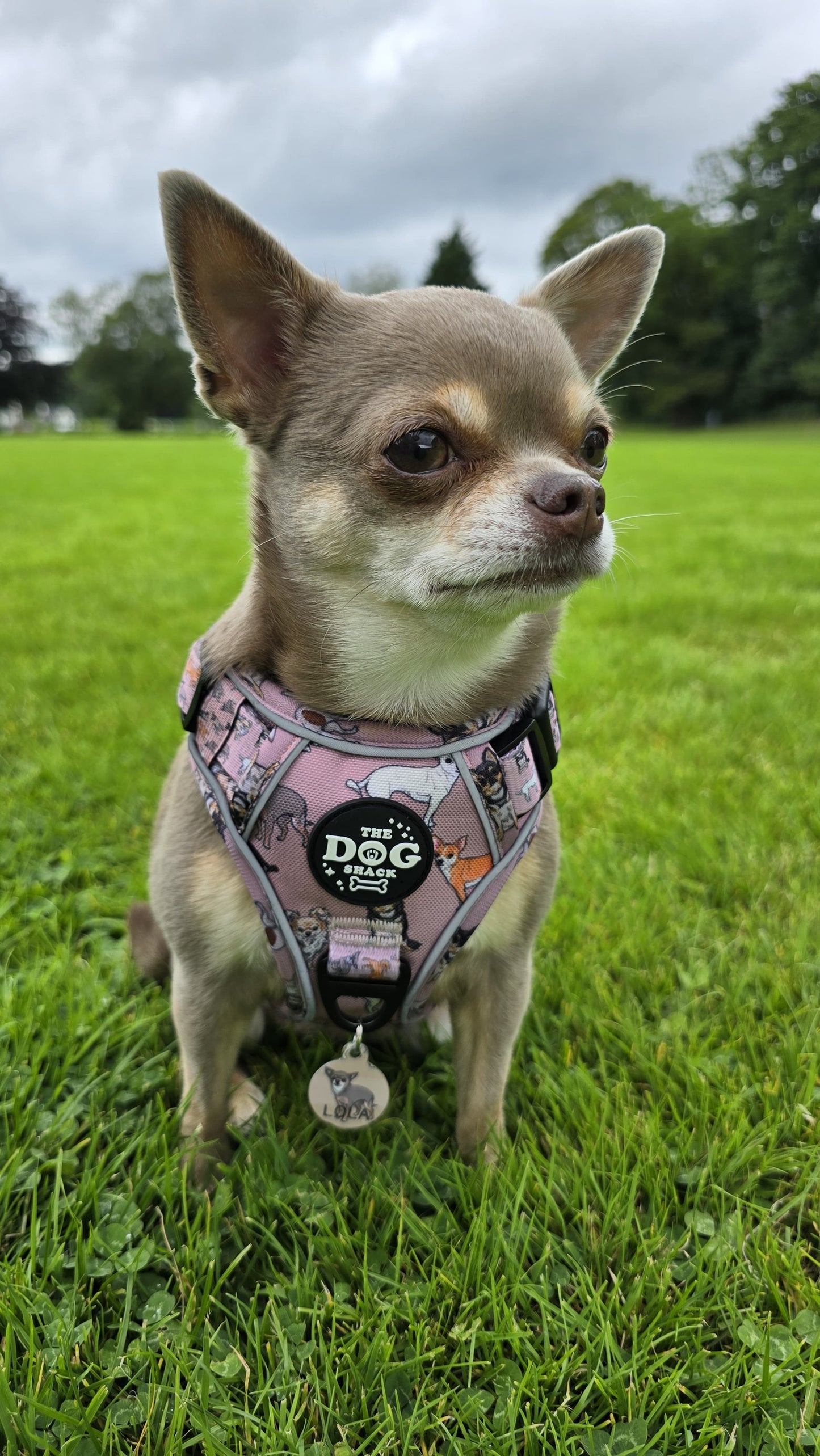 3 Clip Active Harness Lola & friends - Chihuahua Collection