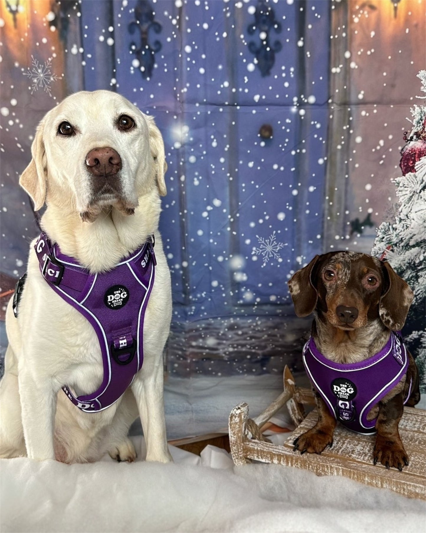 The Active Range 3 Clip harness - Neon Purple size large was £34