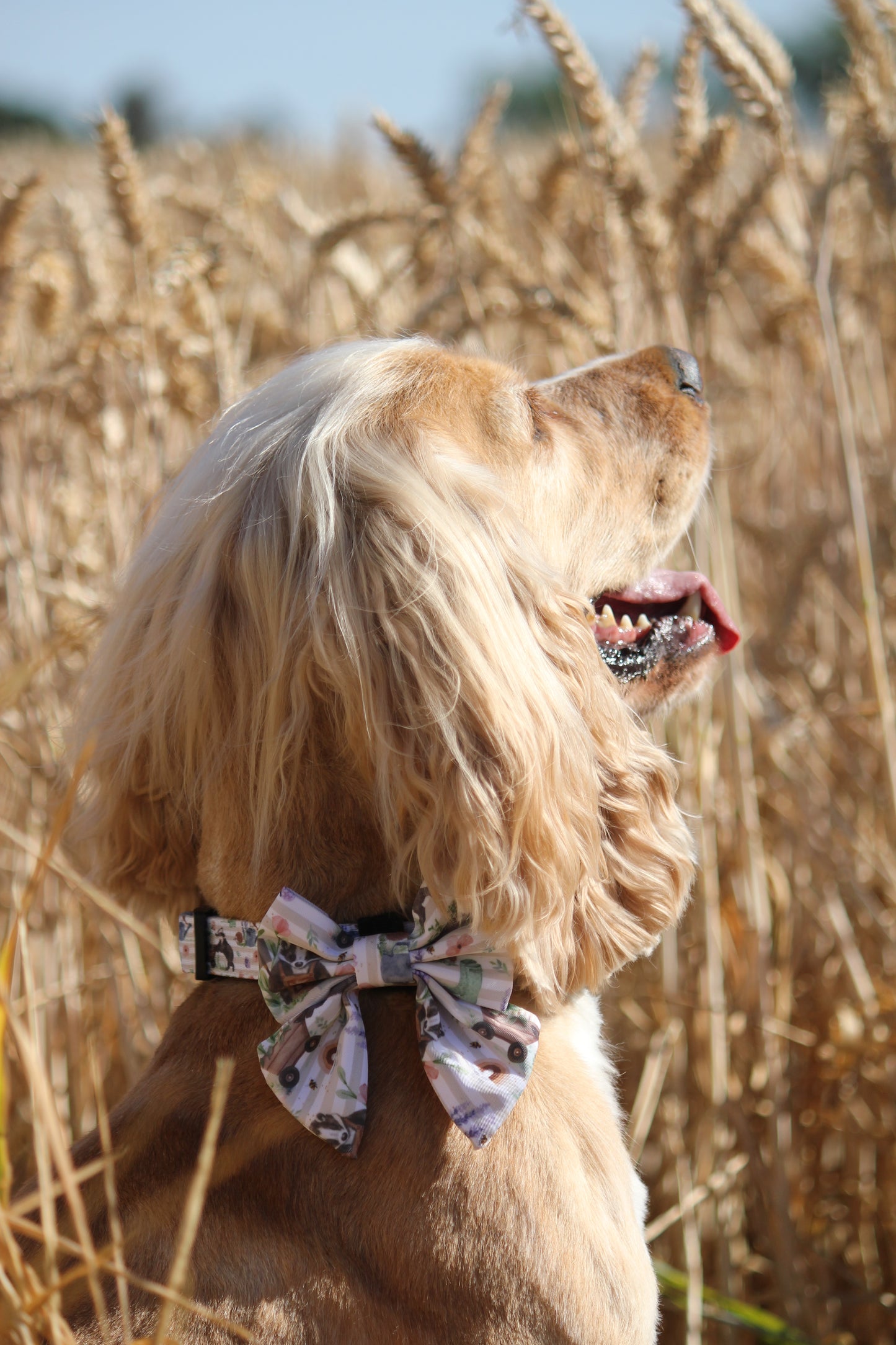 Sailor Bow Tie  - Badger & Friends