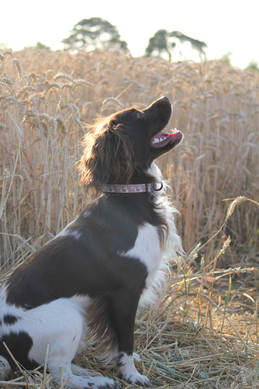 Collar - Pheasant