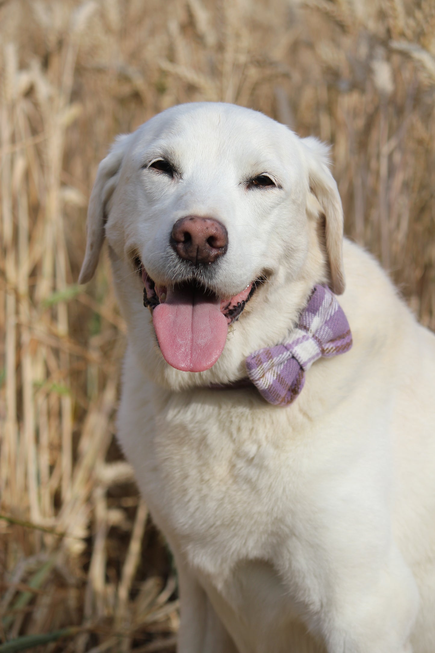 Bow Tie  - Lavender Tweed