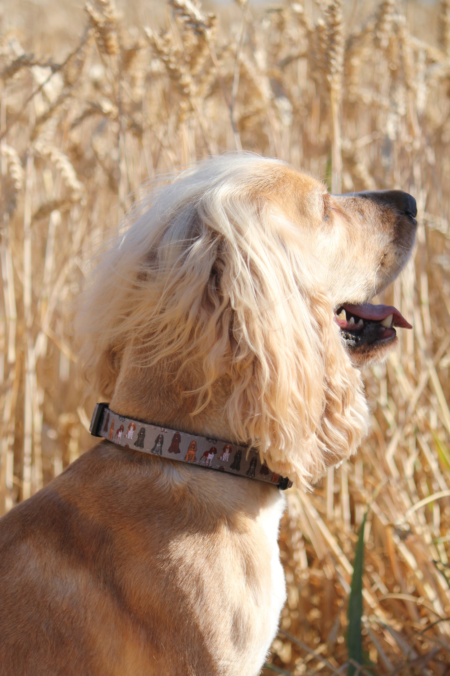 Collar - Spaniel