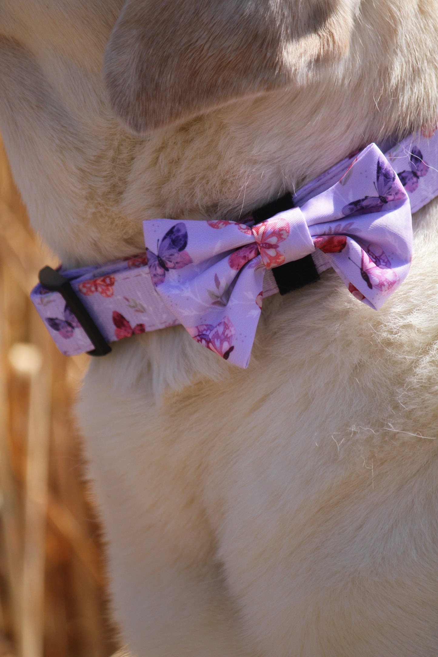 Bow Tie  - You Give Me Butterflies