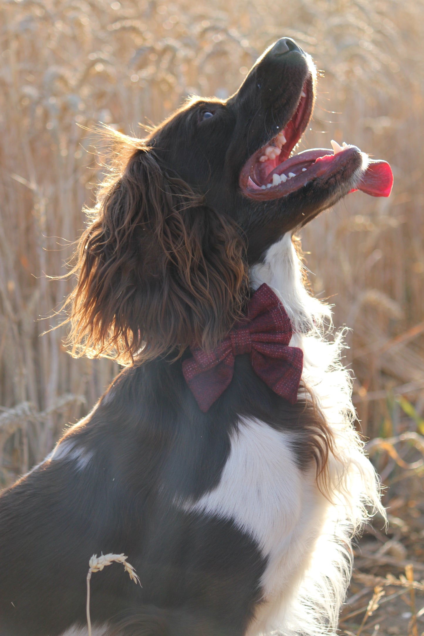 Sailor Bow Tie  - Red Tweed