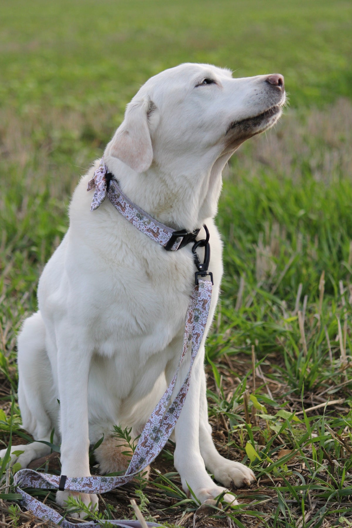 Woodland Hares Adjustable Dog Lead – Country Style