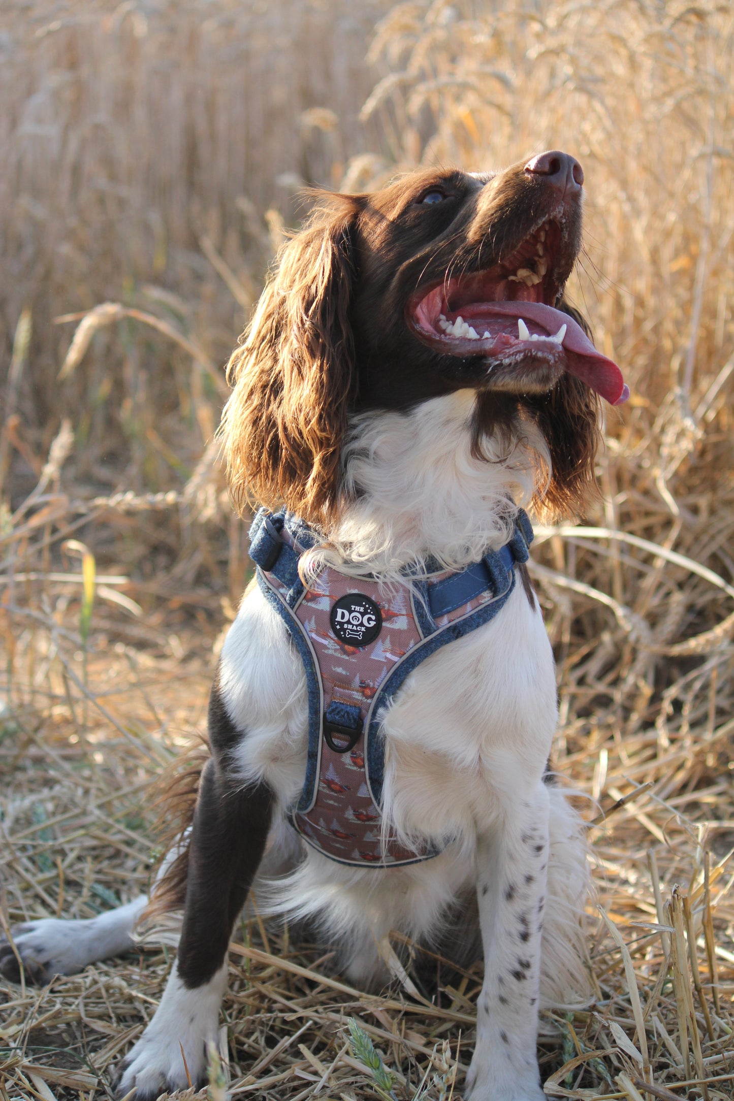 Adjustable 1 Clip & 3 clip harness - Blue Tweed X Pheasant