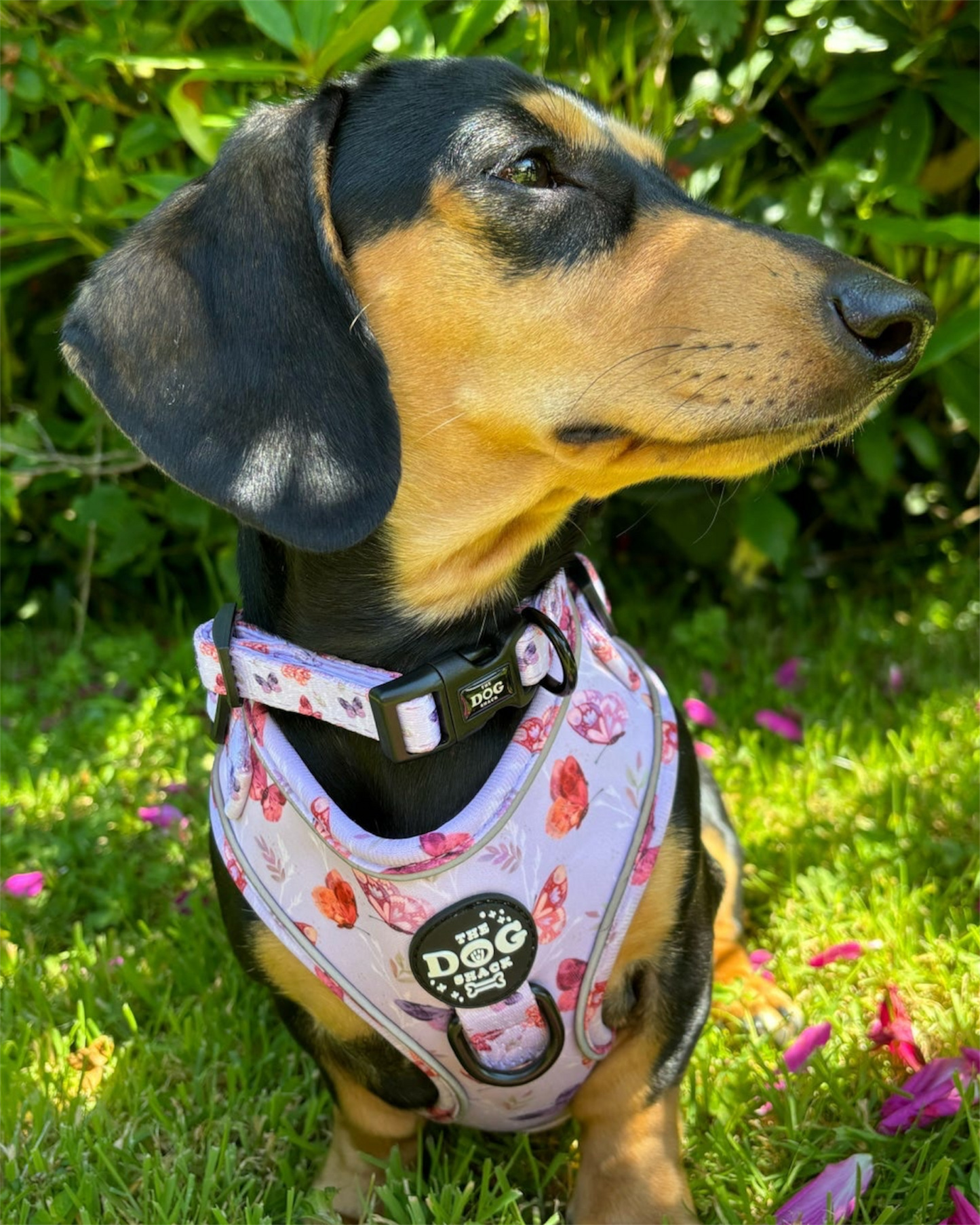 You Give Me Butterflies - Collar