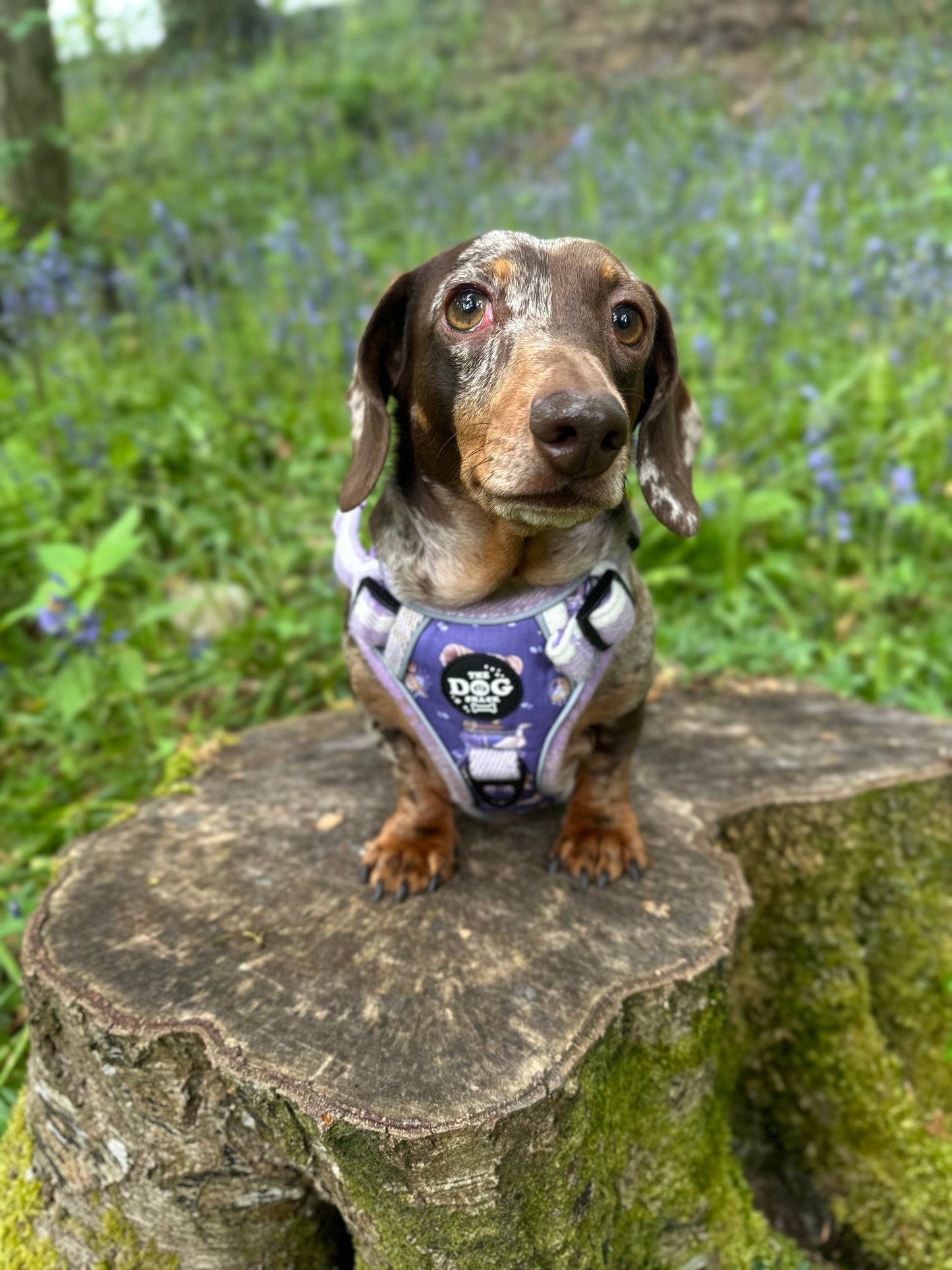 Adjustable 3 clip harness - Lavender Countryside