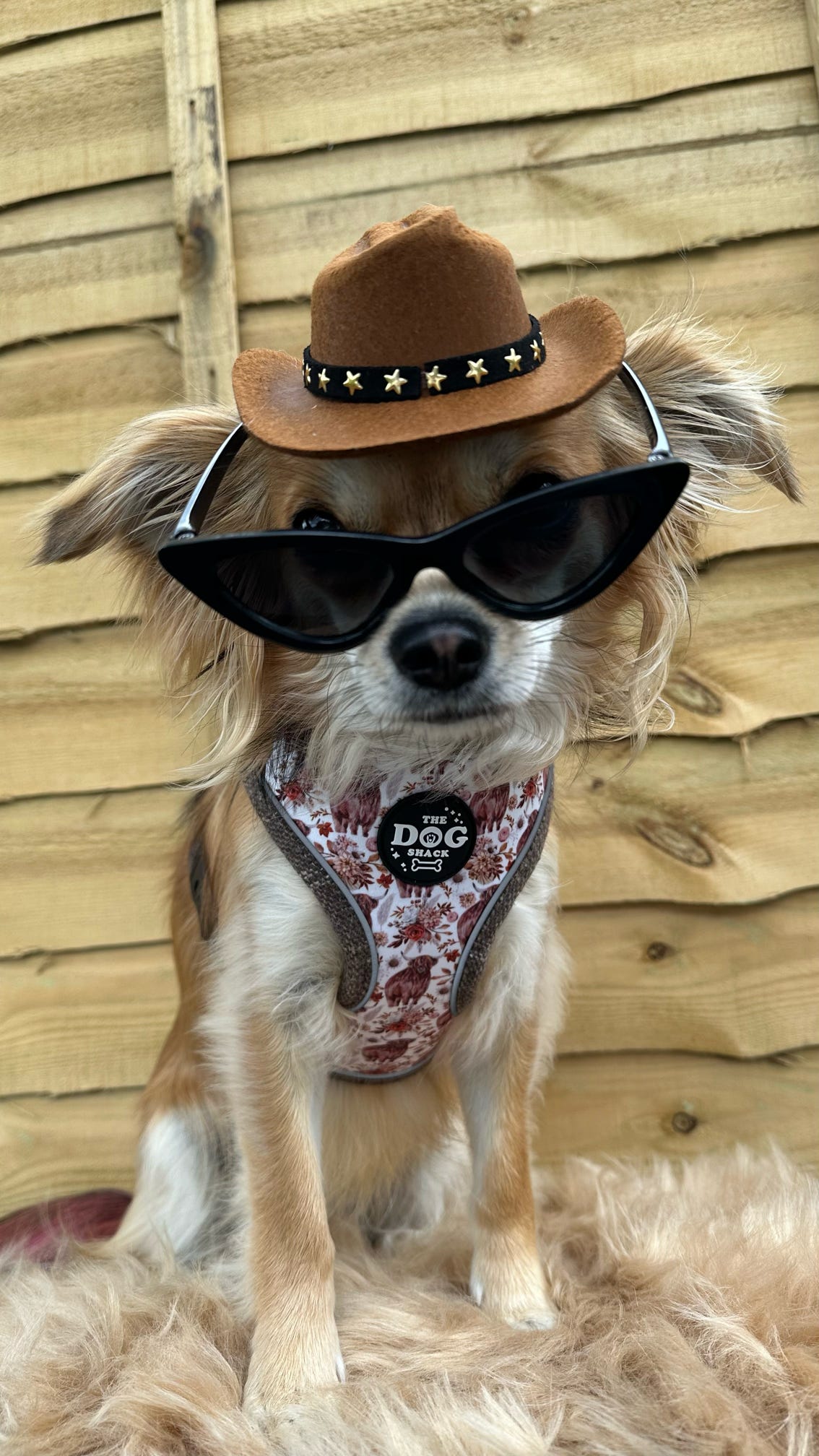 Adjustable 1 Clip & 3 harness - Brown Tweed x Highland Cow