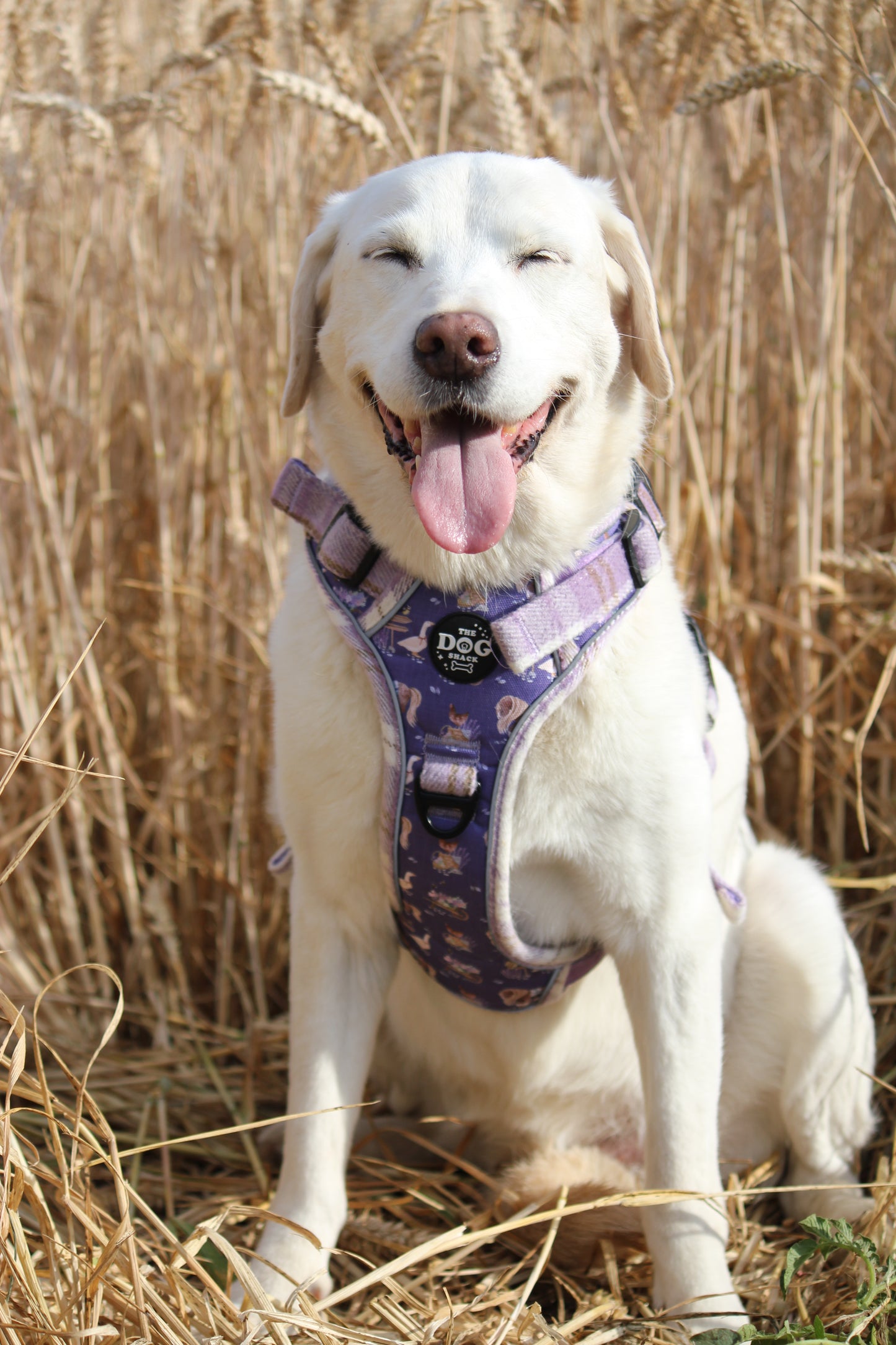 Adjustable 3 clip harness - Lavender Countryside