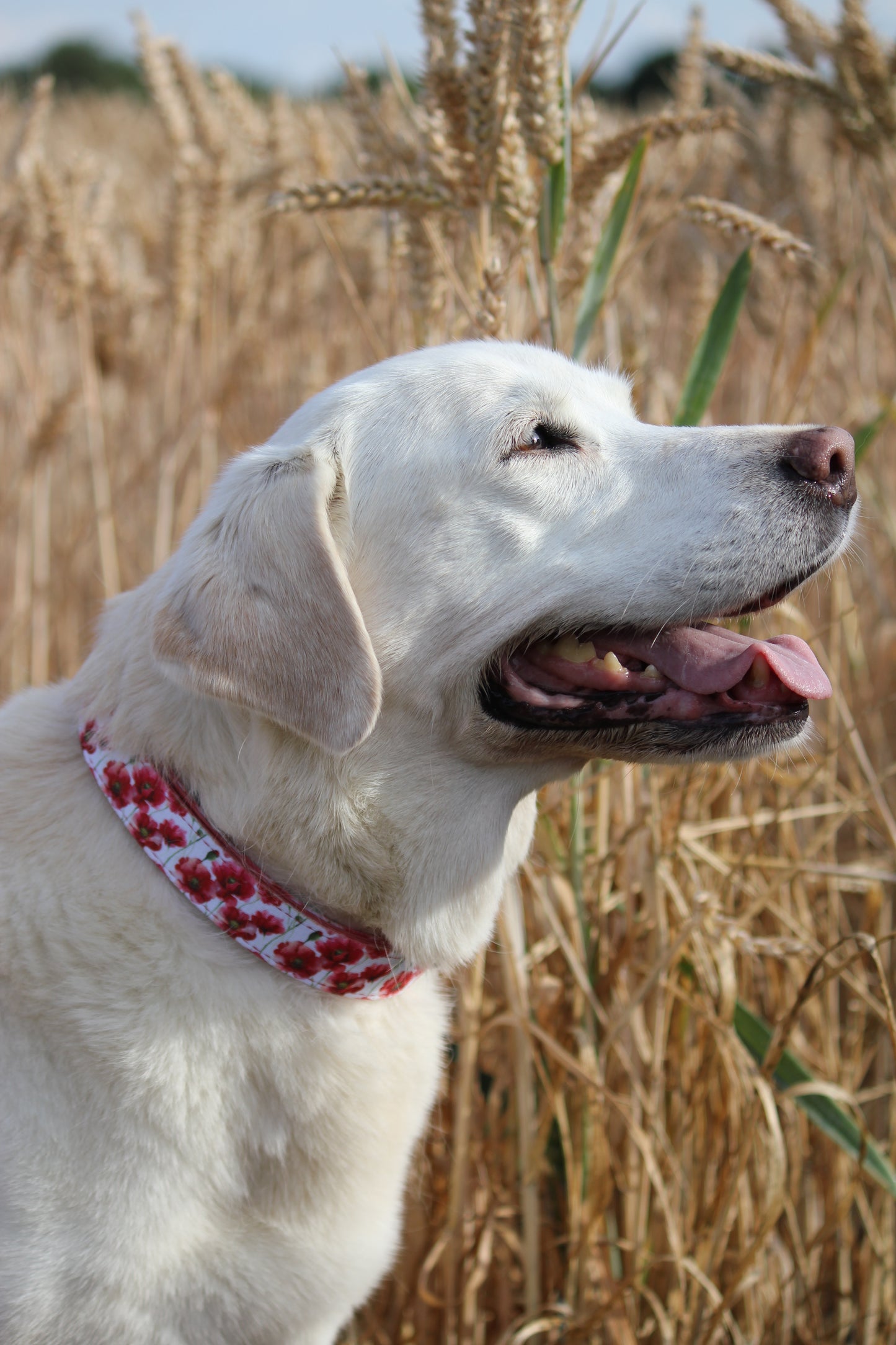 Collar - Poppies