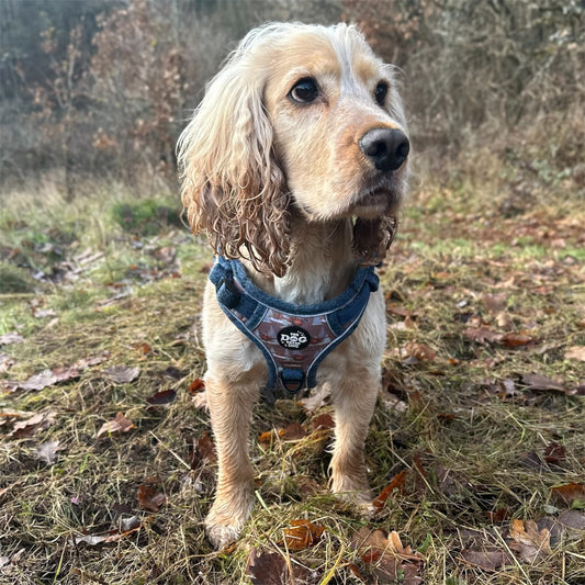 Adjustable 1 Clip & 3 clip harness - Blue Tweed X Pheasant