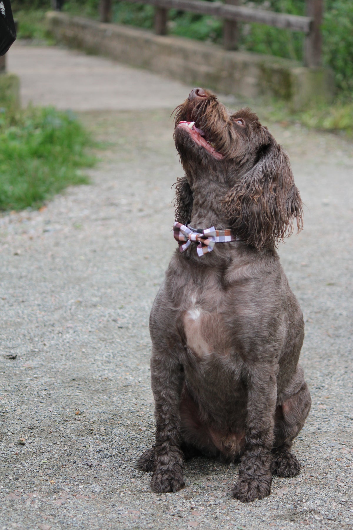 Bow Tie  - Norfolk Gingham