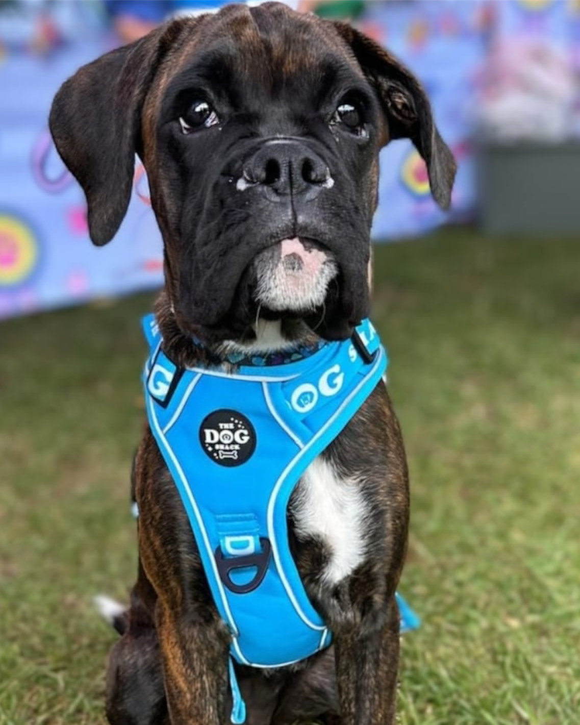 The Active Range  3 clip harness - Neon Blue size xl was £34