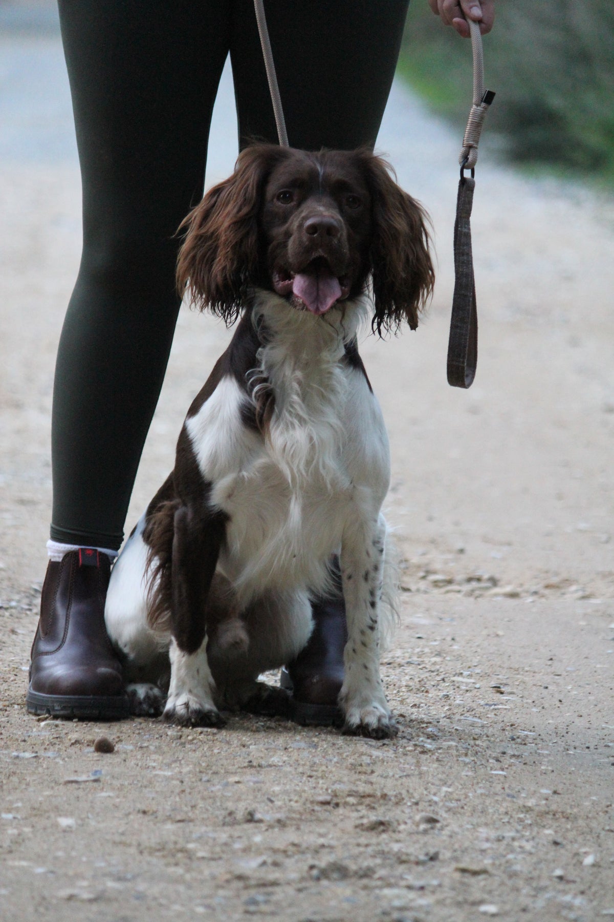 Brown Rope Slip Lead with Brown Tweed Handle