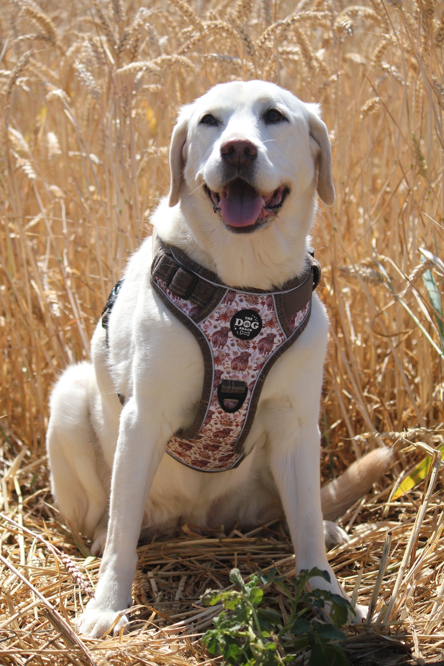 Adjustable 1 Clip & 3 harness - Brown Tweed x Highland Cow