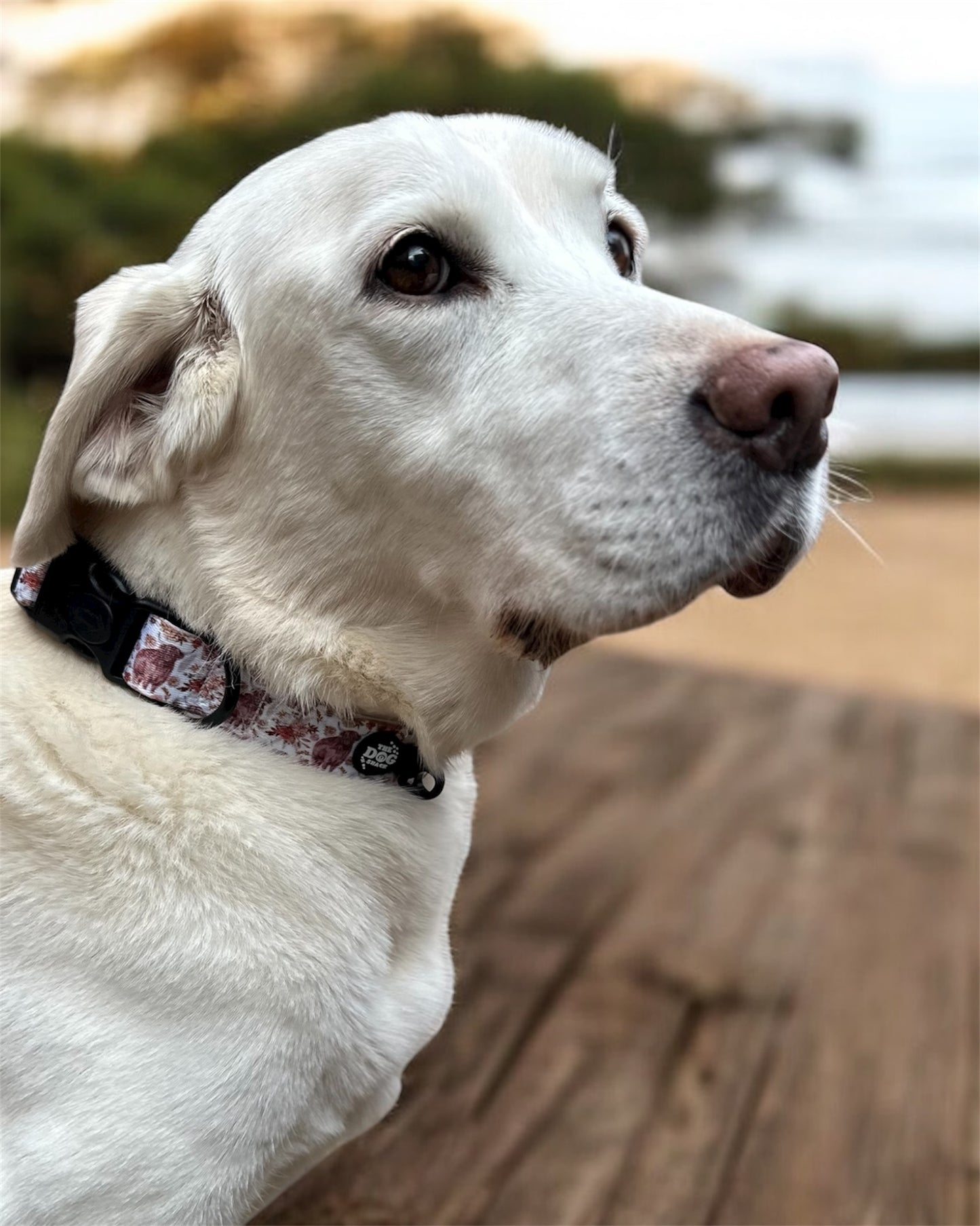 Collar - Brown Tweed x Highland Cow