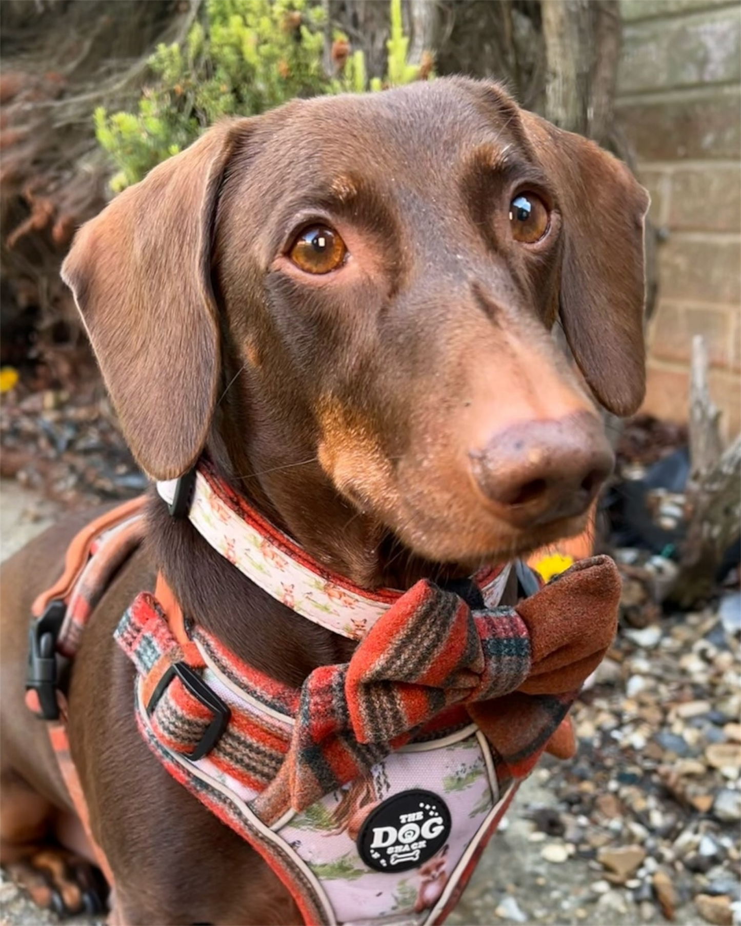 Collar - Orange Tweed x Fern Fox