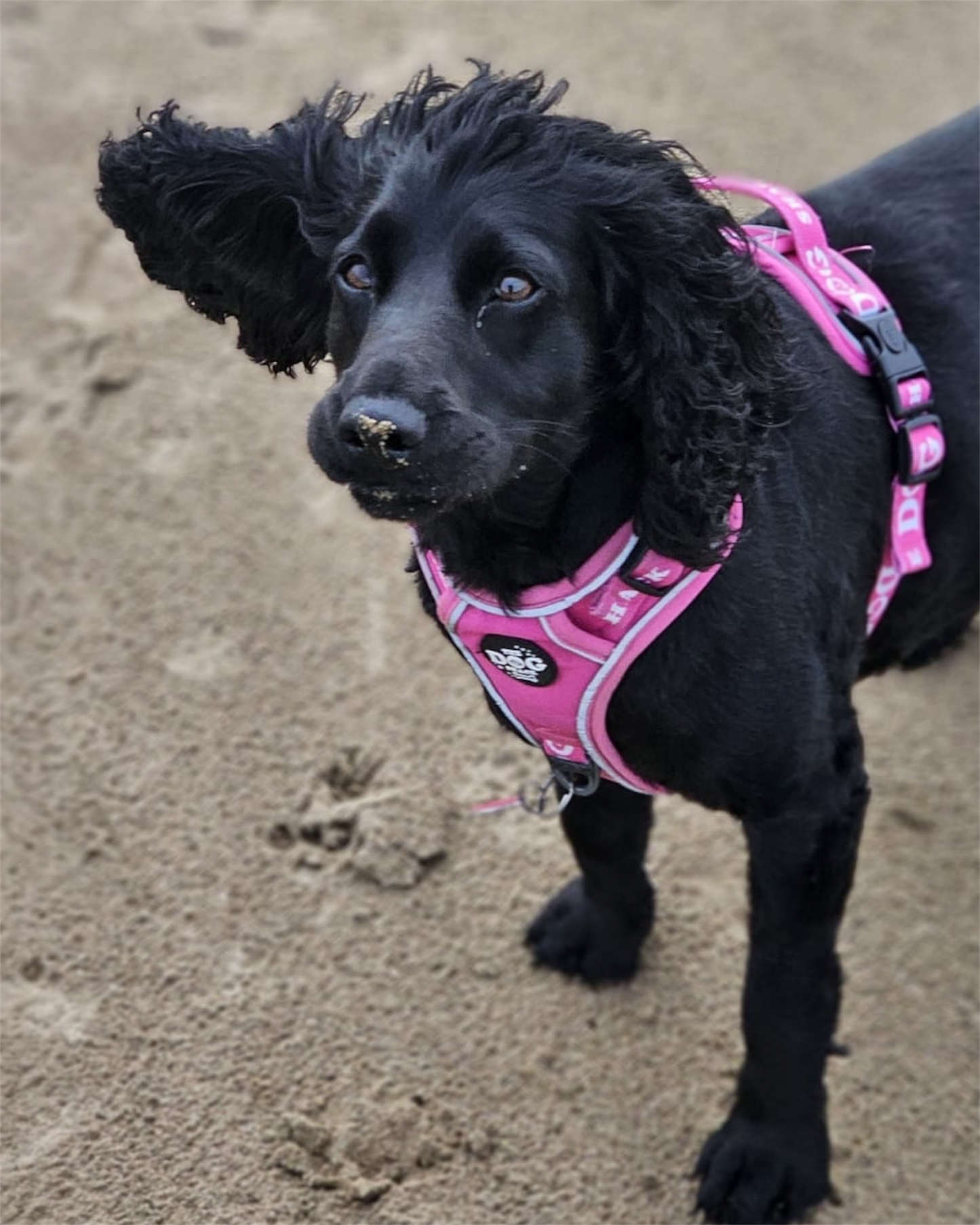 The Active Range 3 clip harness - Neon Pink size large was £34