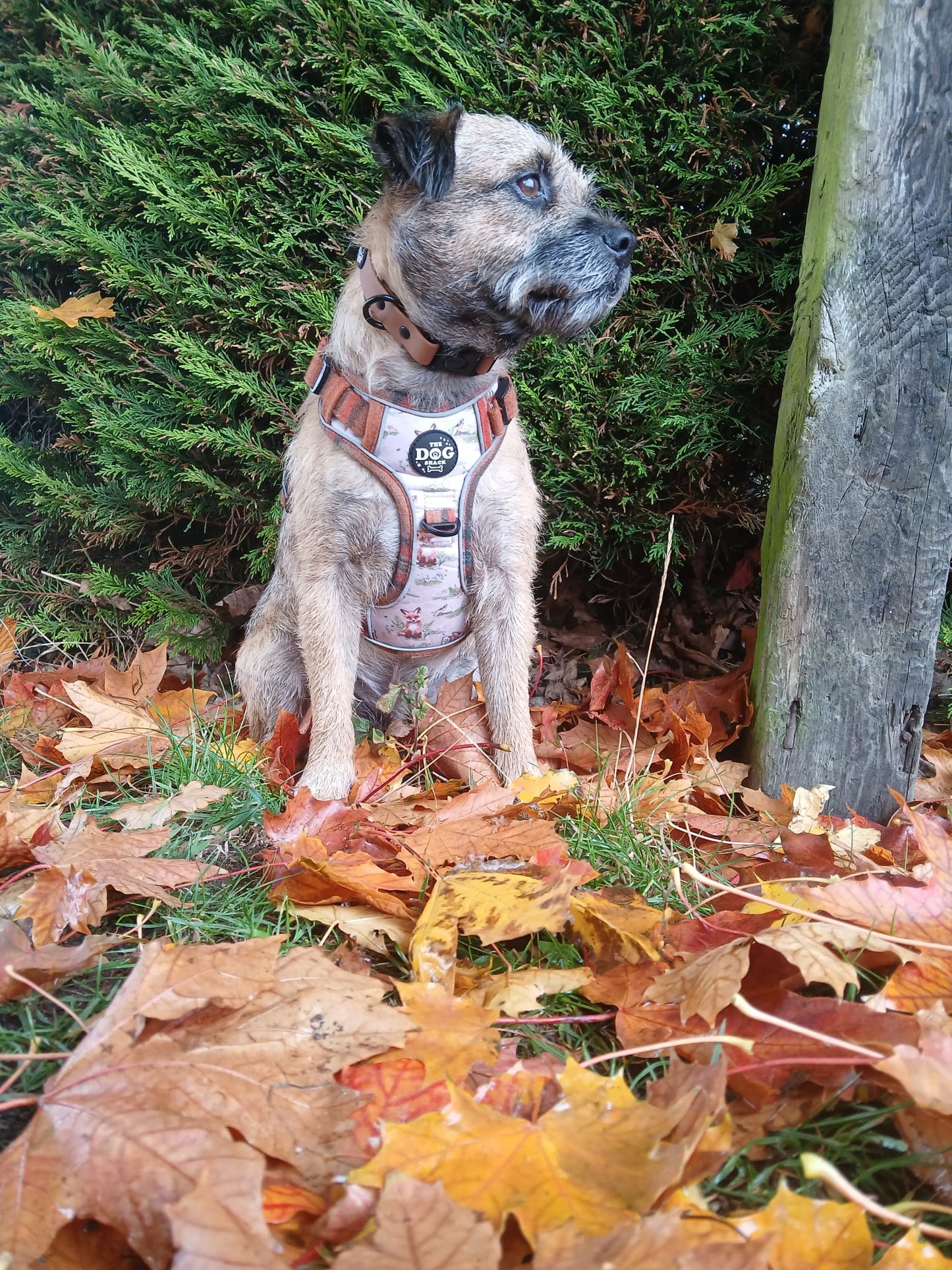 Adjustable 1 Clip & 3 clip harness - orange tweed x Fern Fox