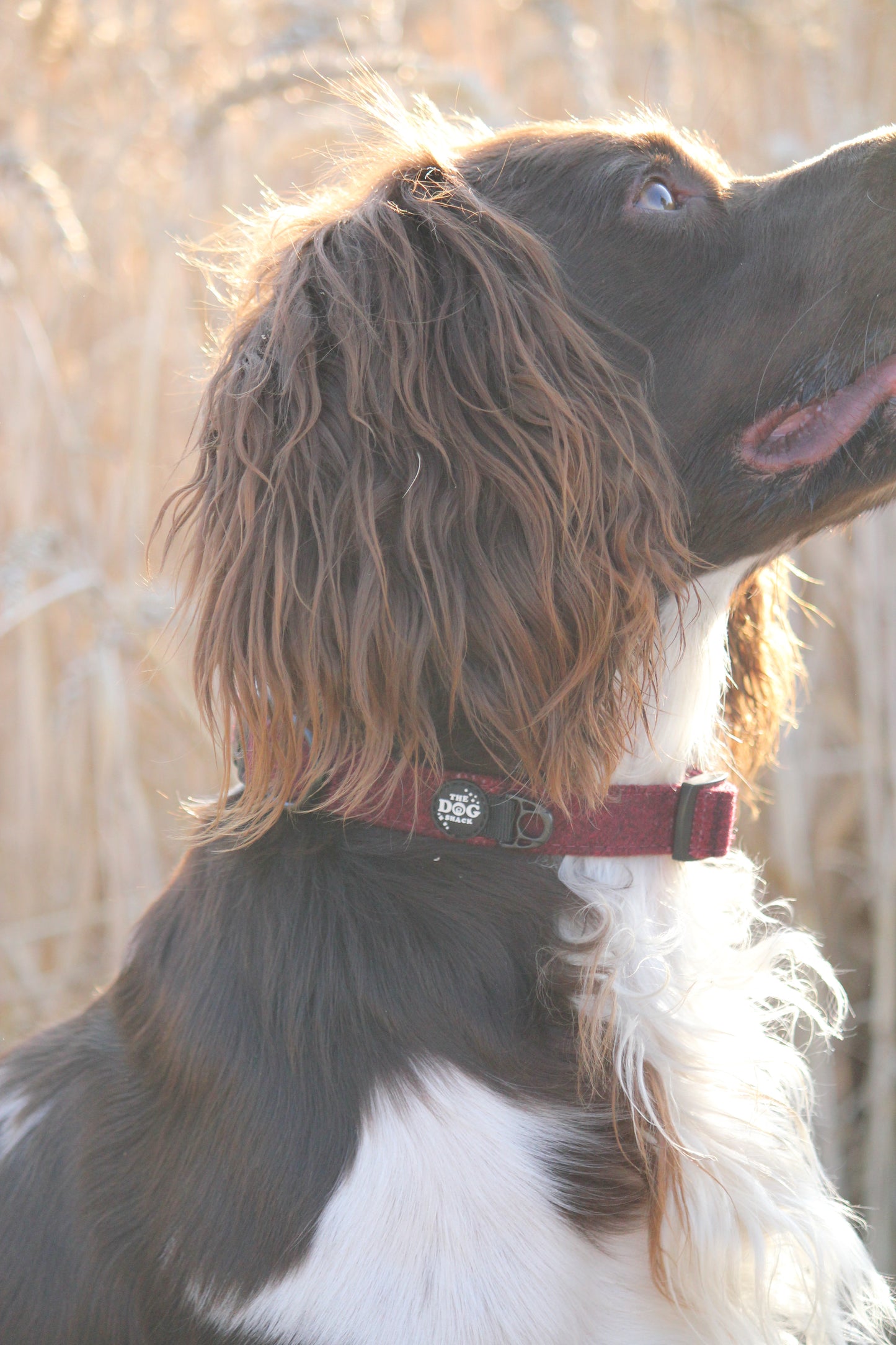 Collar - Red Tweed