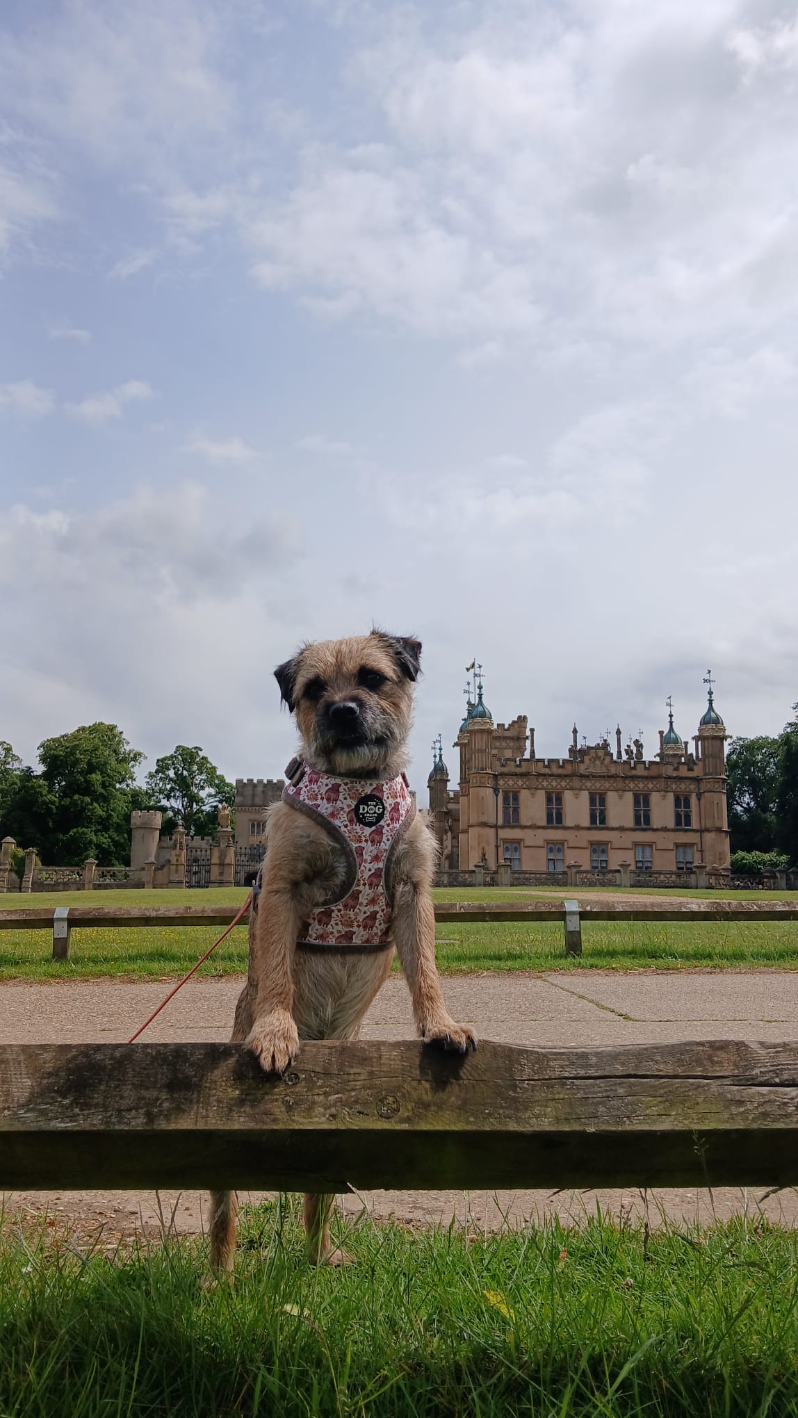 Adjustable 1 Clip & 3 harness - Brown Tweed x Highland Cow