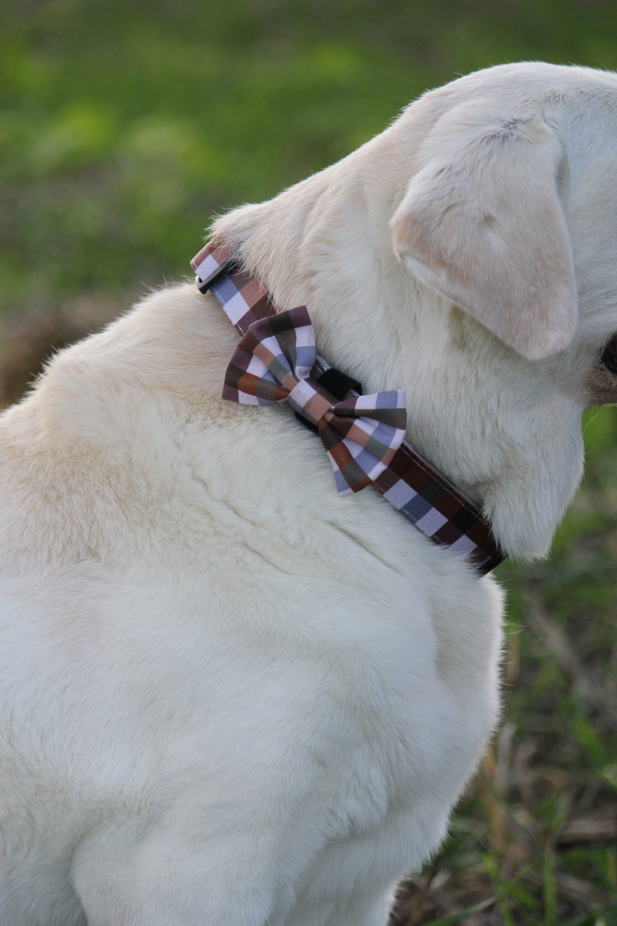 Bow Tie  - Norfolk Gingham