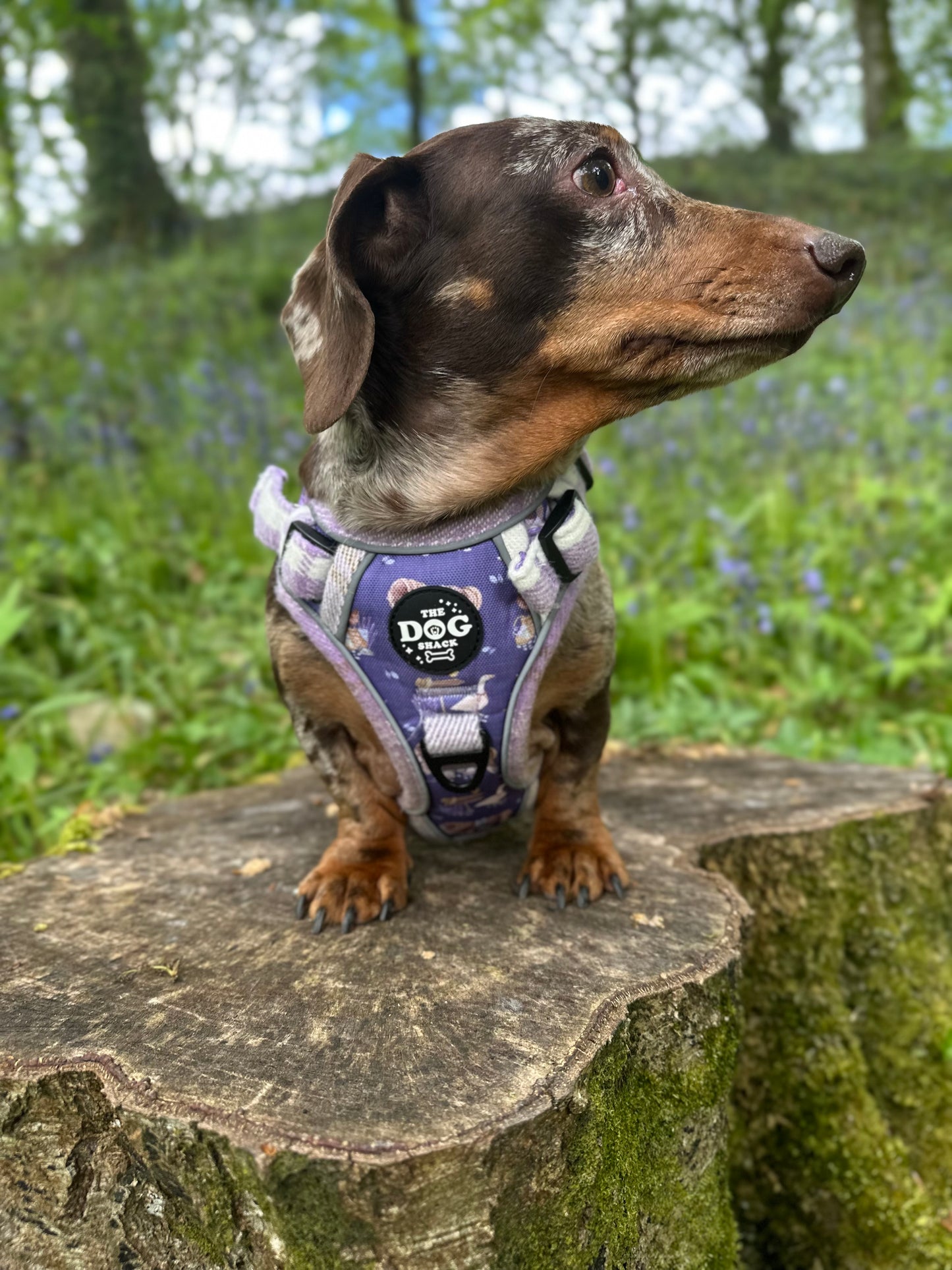 Adjustable 3 clip harness - Lavender Countryside