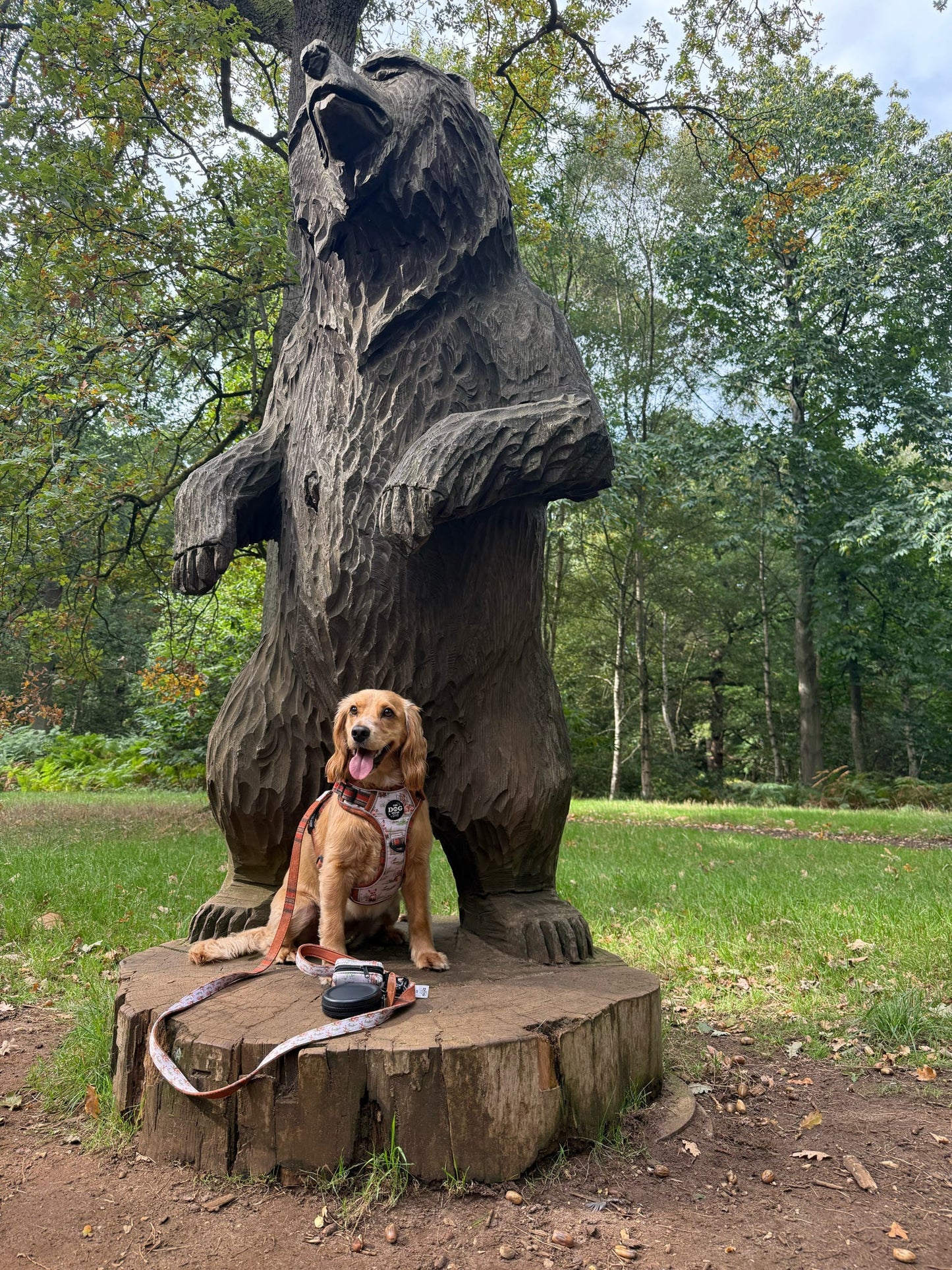 Adjustable 1 Clip & 3 clip harness - orange tweed x Fern Fox