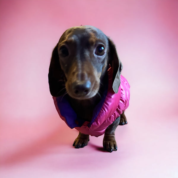 Dog Coats