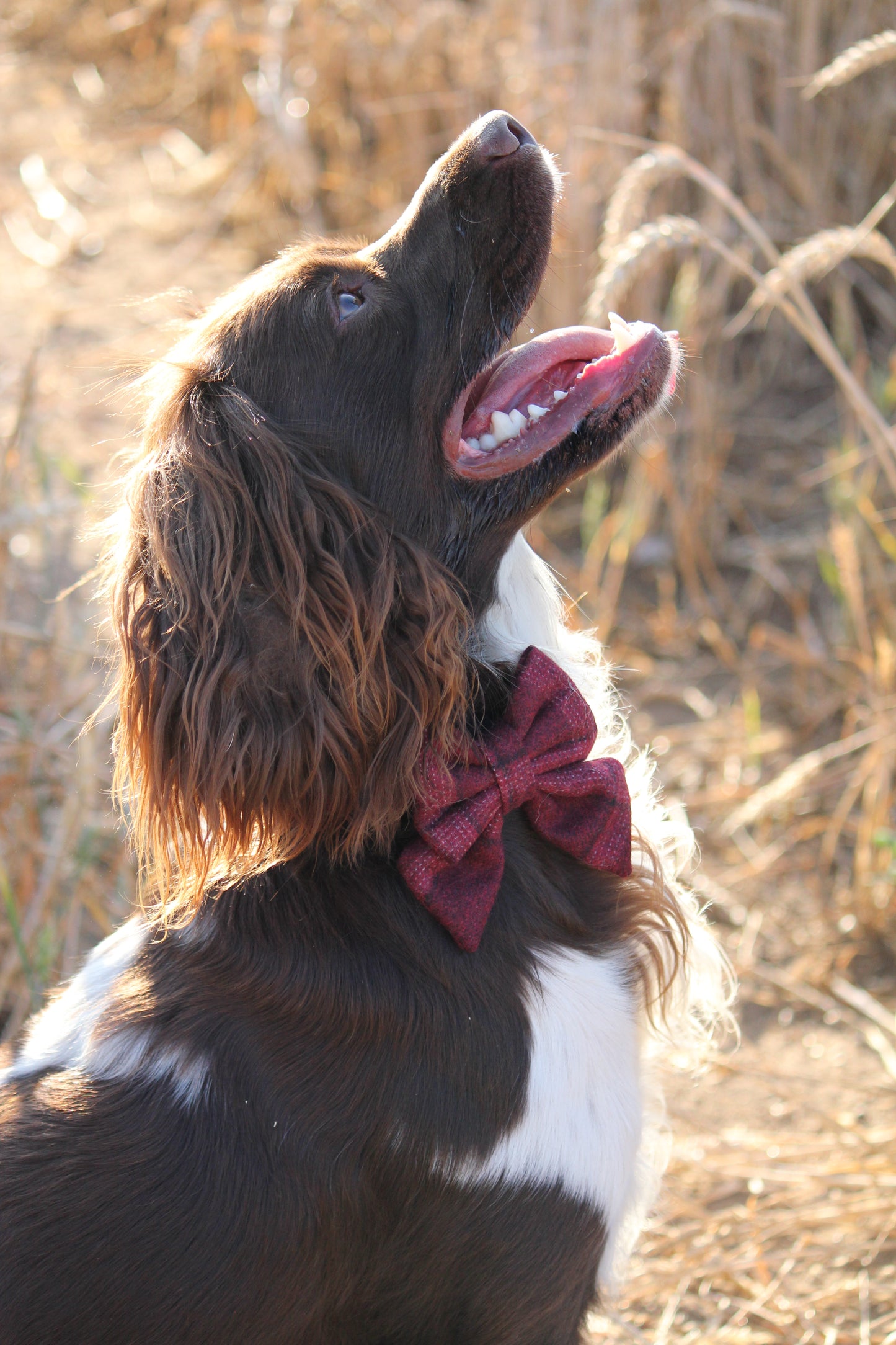Sailor Bow Tie  - Red Tweed