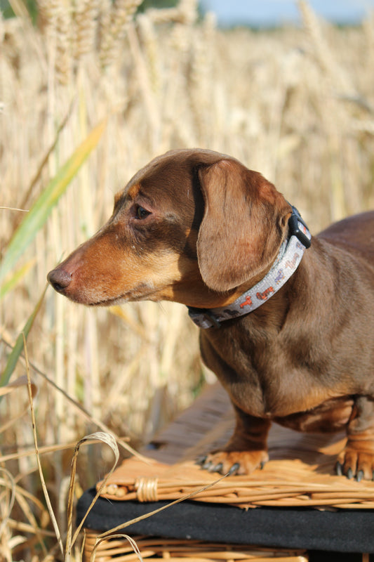 Collar - Clever Little Sausages