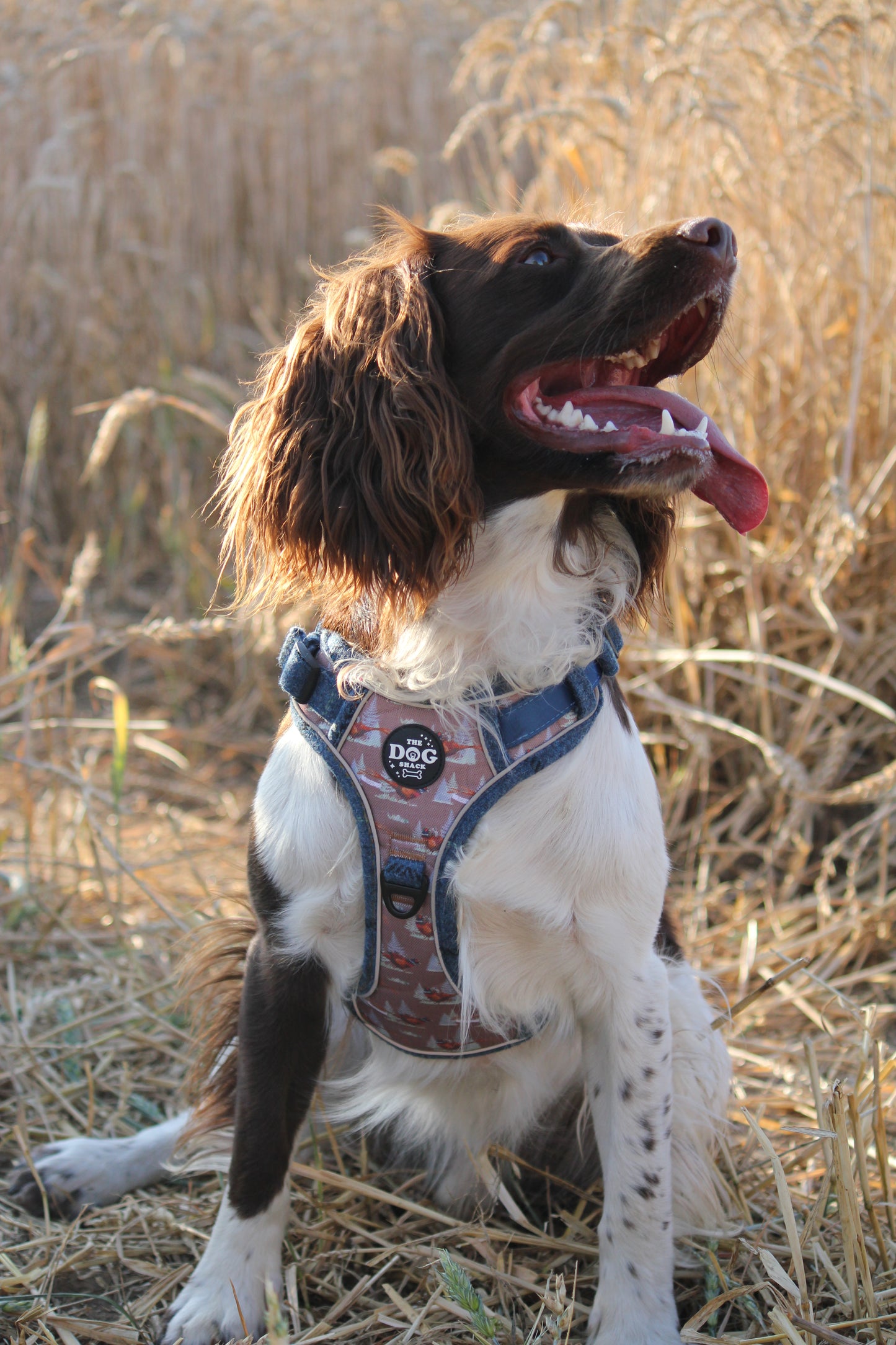 Adjustable 1 Clip & 3 clip harness - Blue Tweed X Pheasant