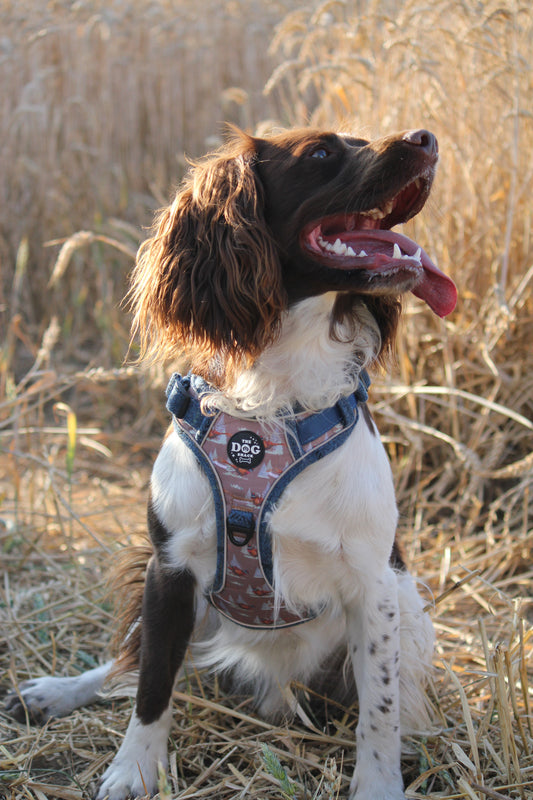 Adjustable 1 Clip & 3 clip harness - Blue Tweed X Pheasant