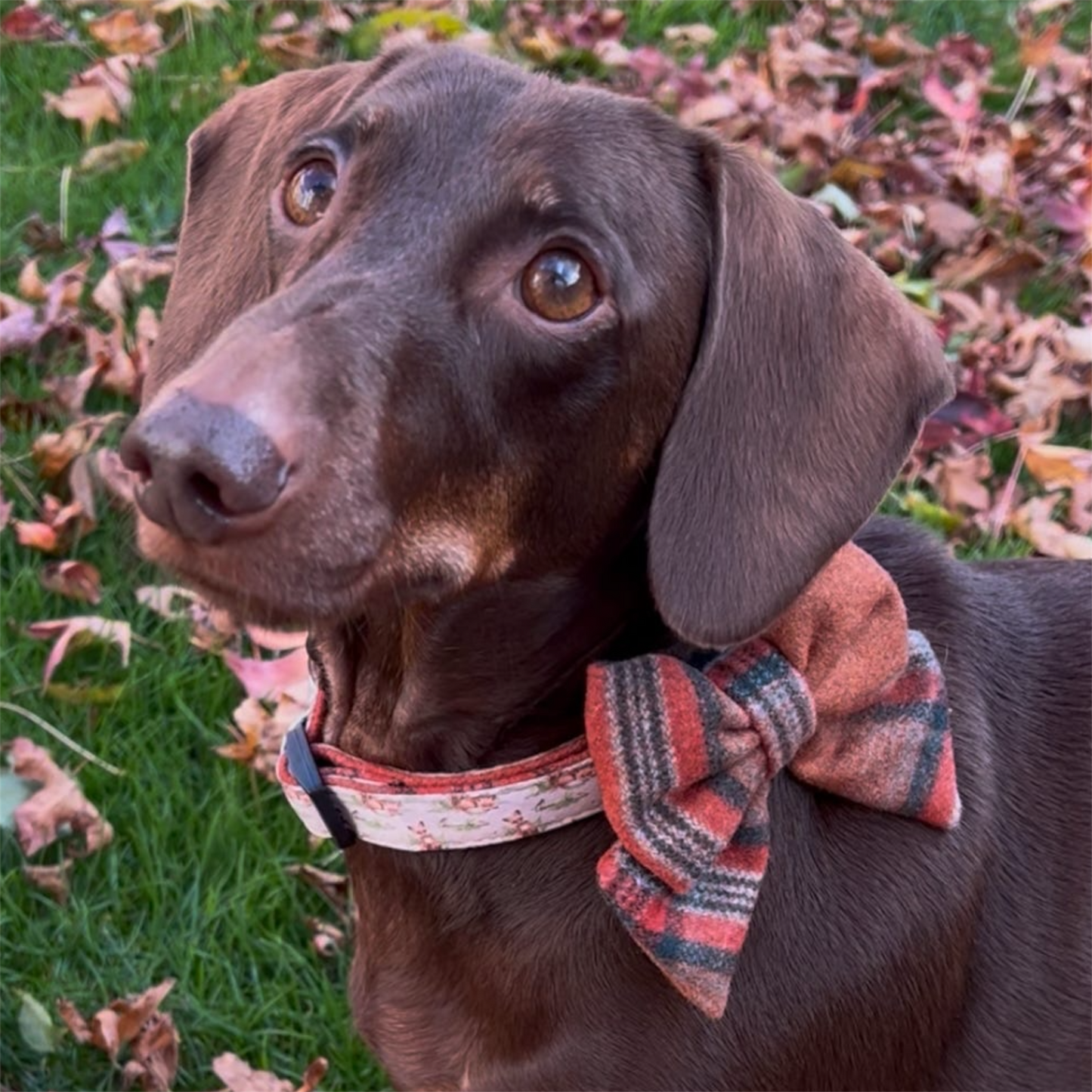Sailor Bow Tie  - Orange Tweed