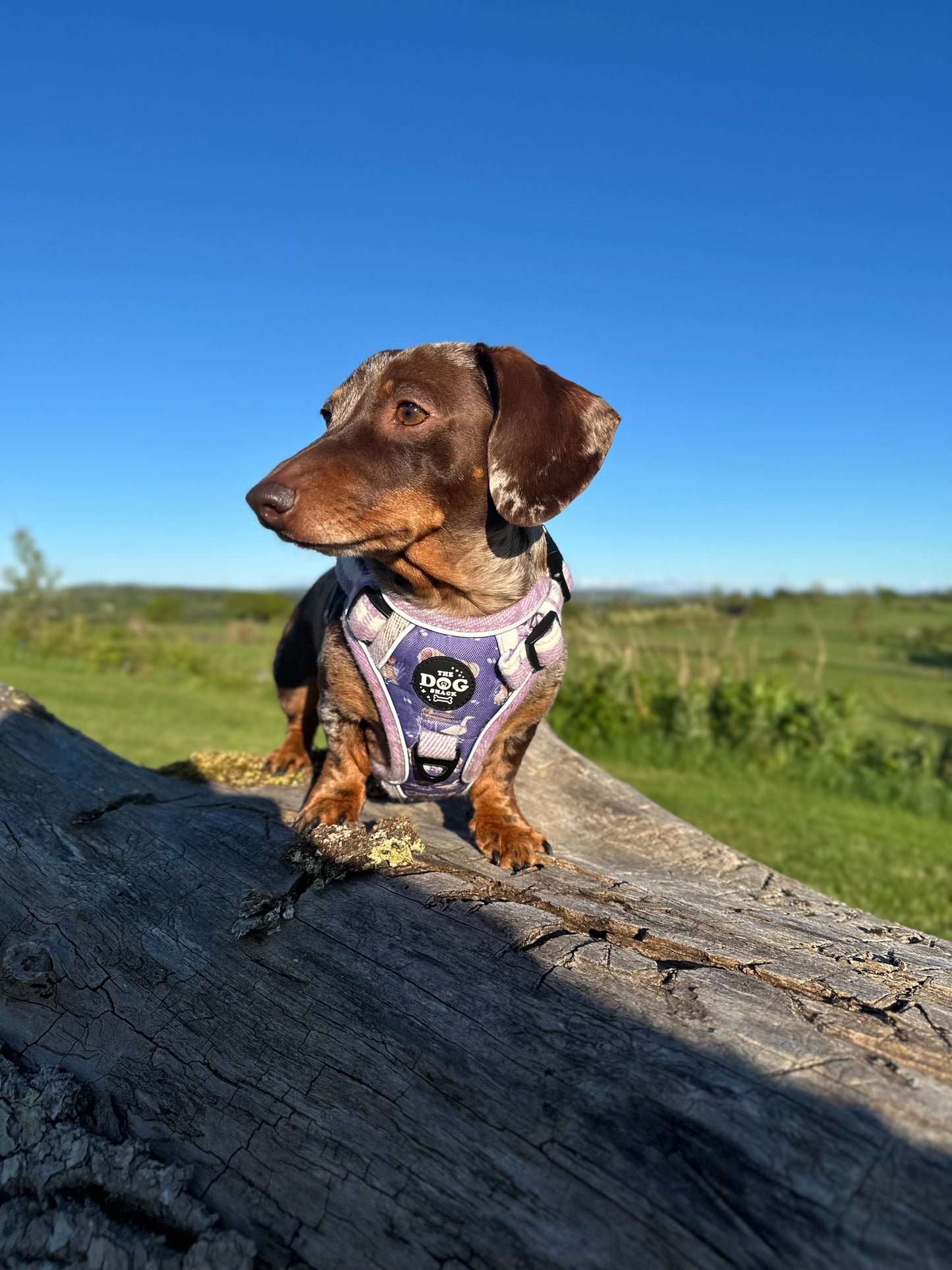 Adjustable 3 clip harness - Lavender Countryside