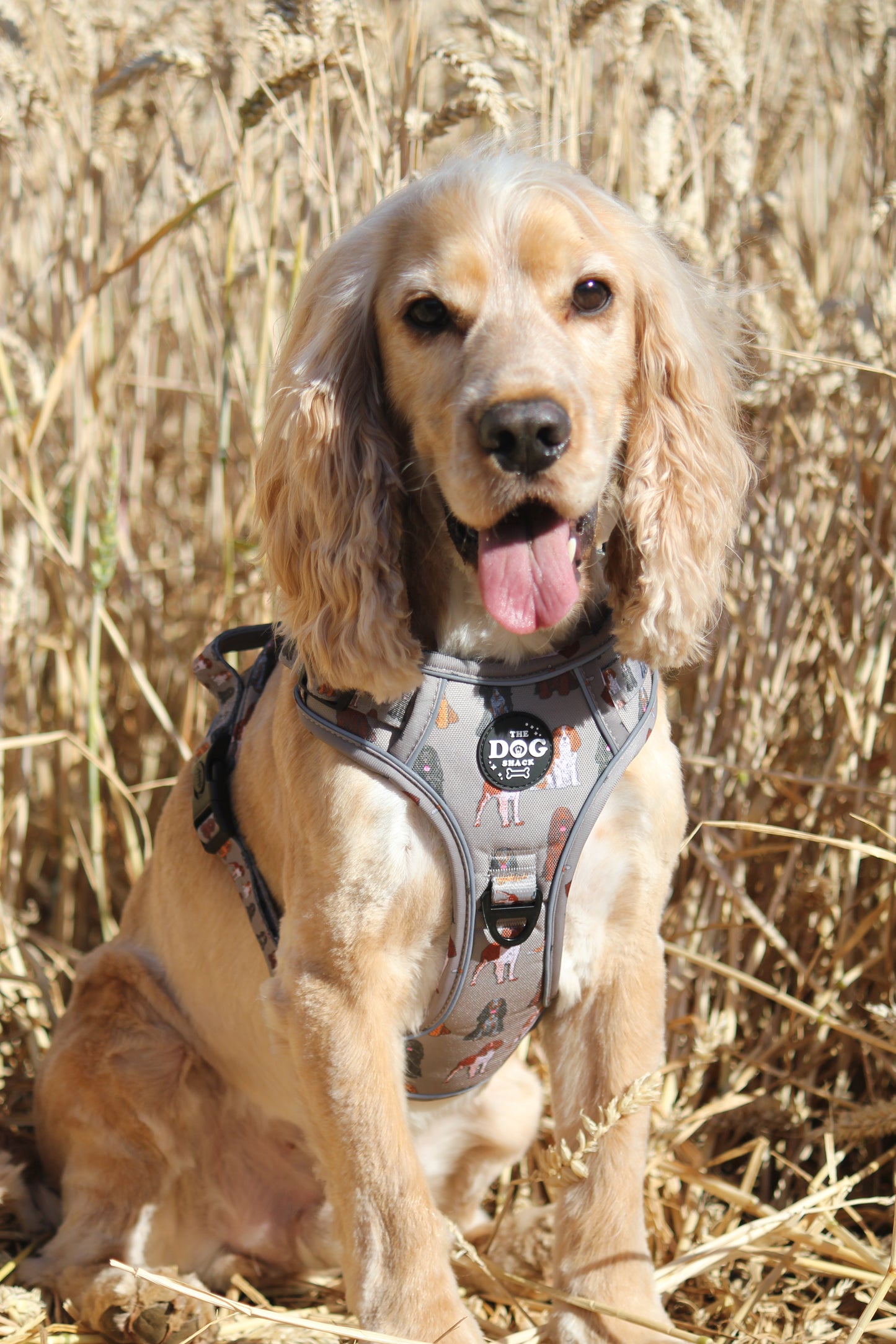 3 Clip harness - Spaniel