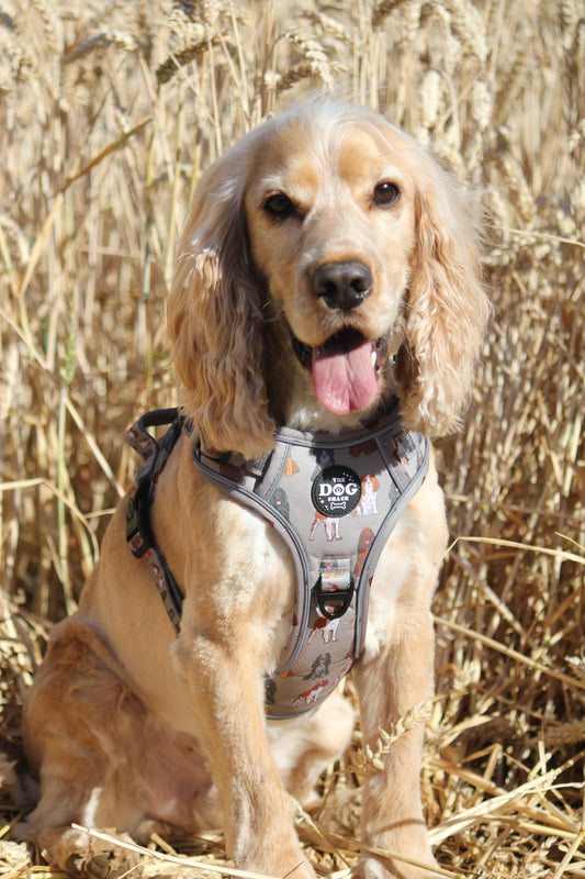 3 Clip harness - Spaniel