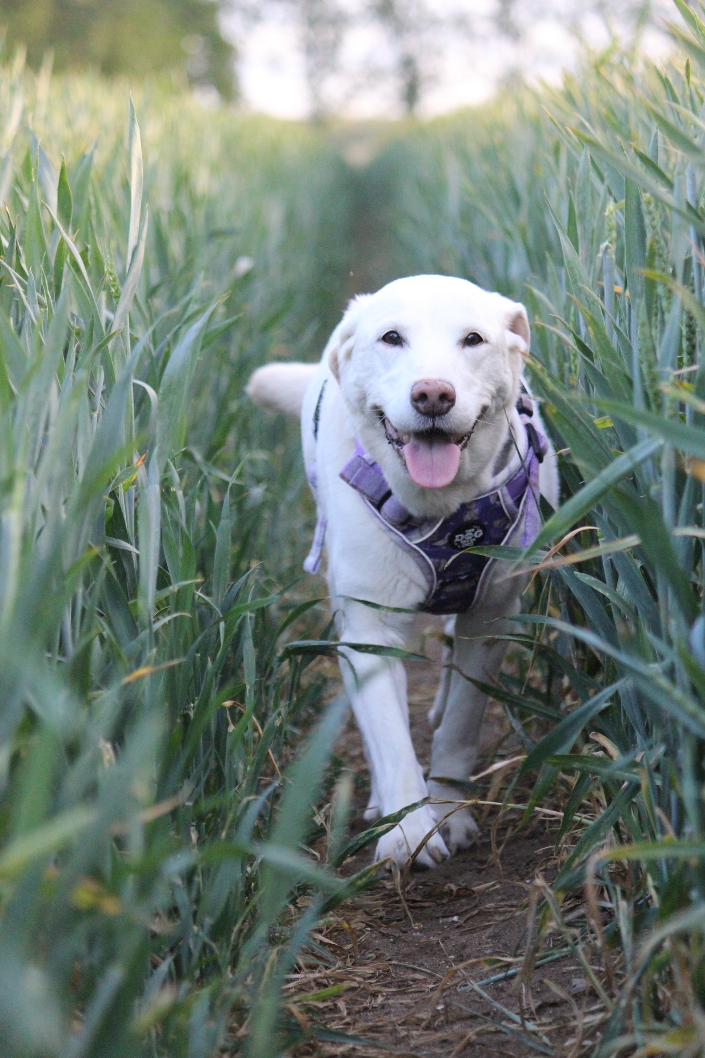 Adjustable 3 clip harness - Lavender Countryside