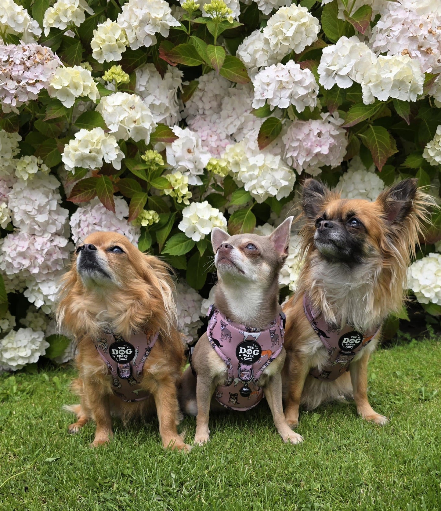 Adjustable Harness  - Lola & Friends - Chihuahua Collection