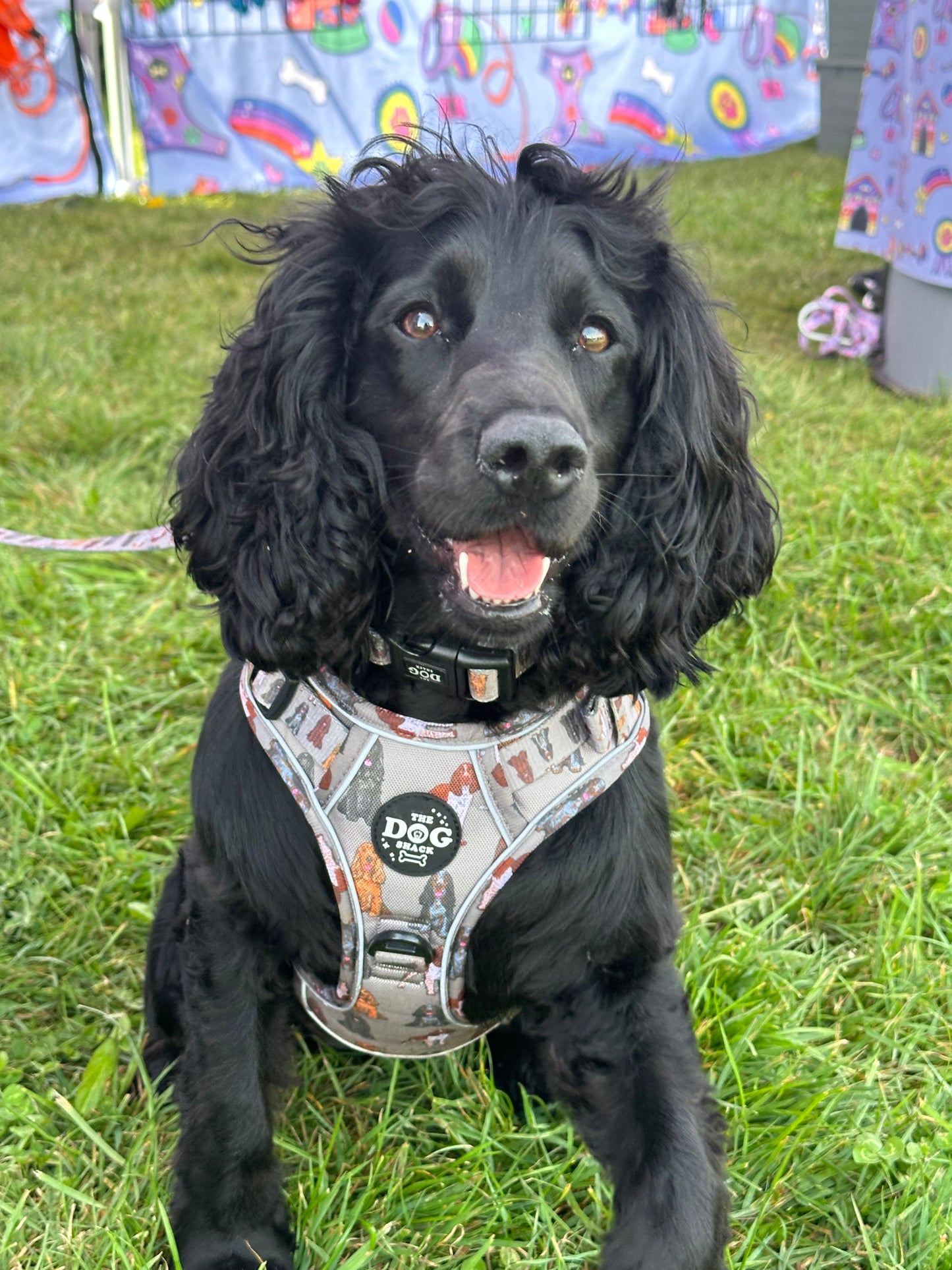 The Active 3 clip harness - Spaniel